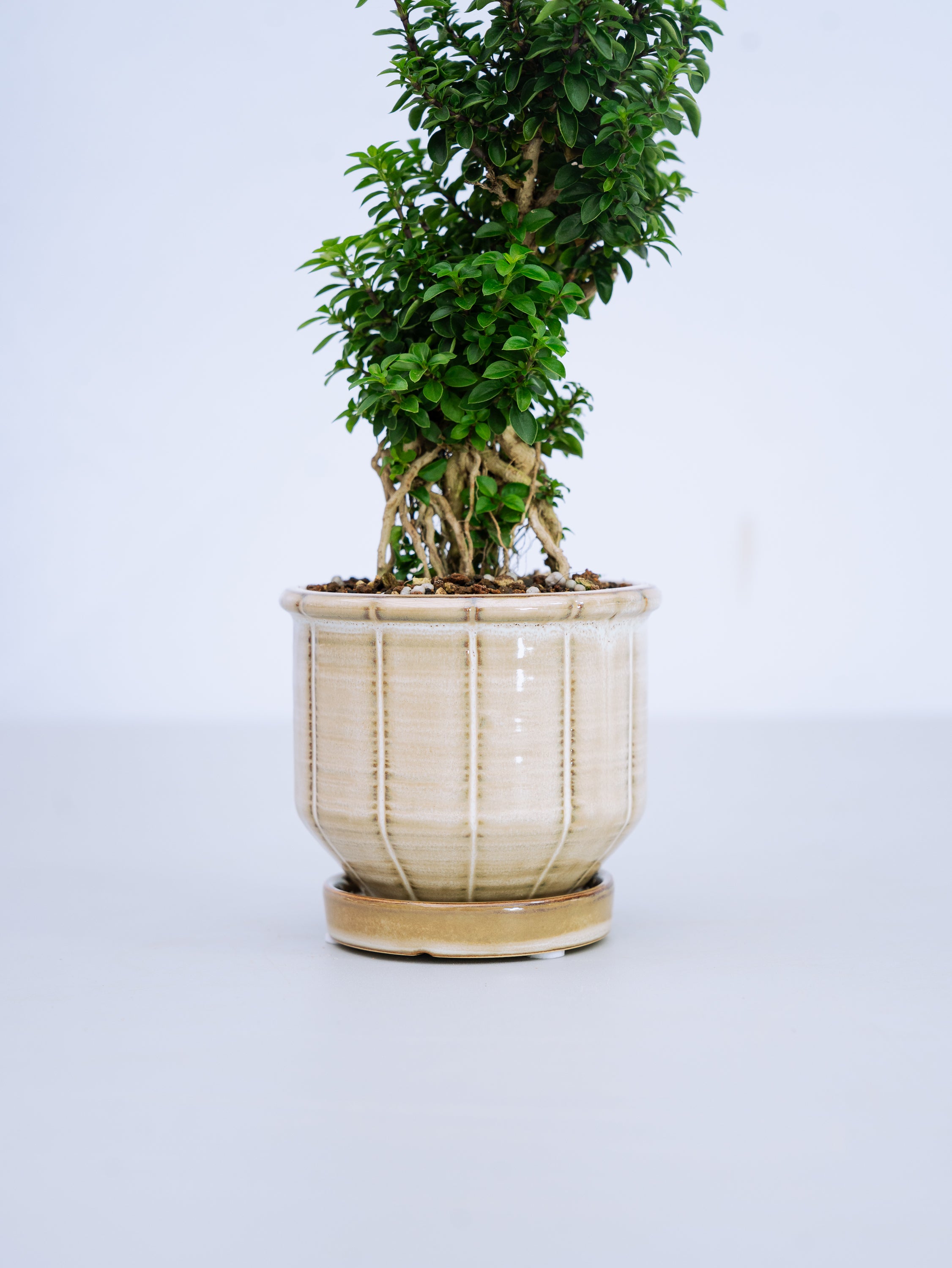 一点もの】八つ房白鳥花 Table-S | 観葉植物・お花の通販 AND PLANTS