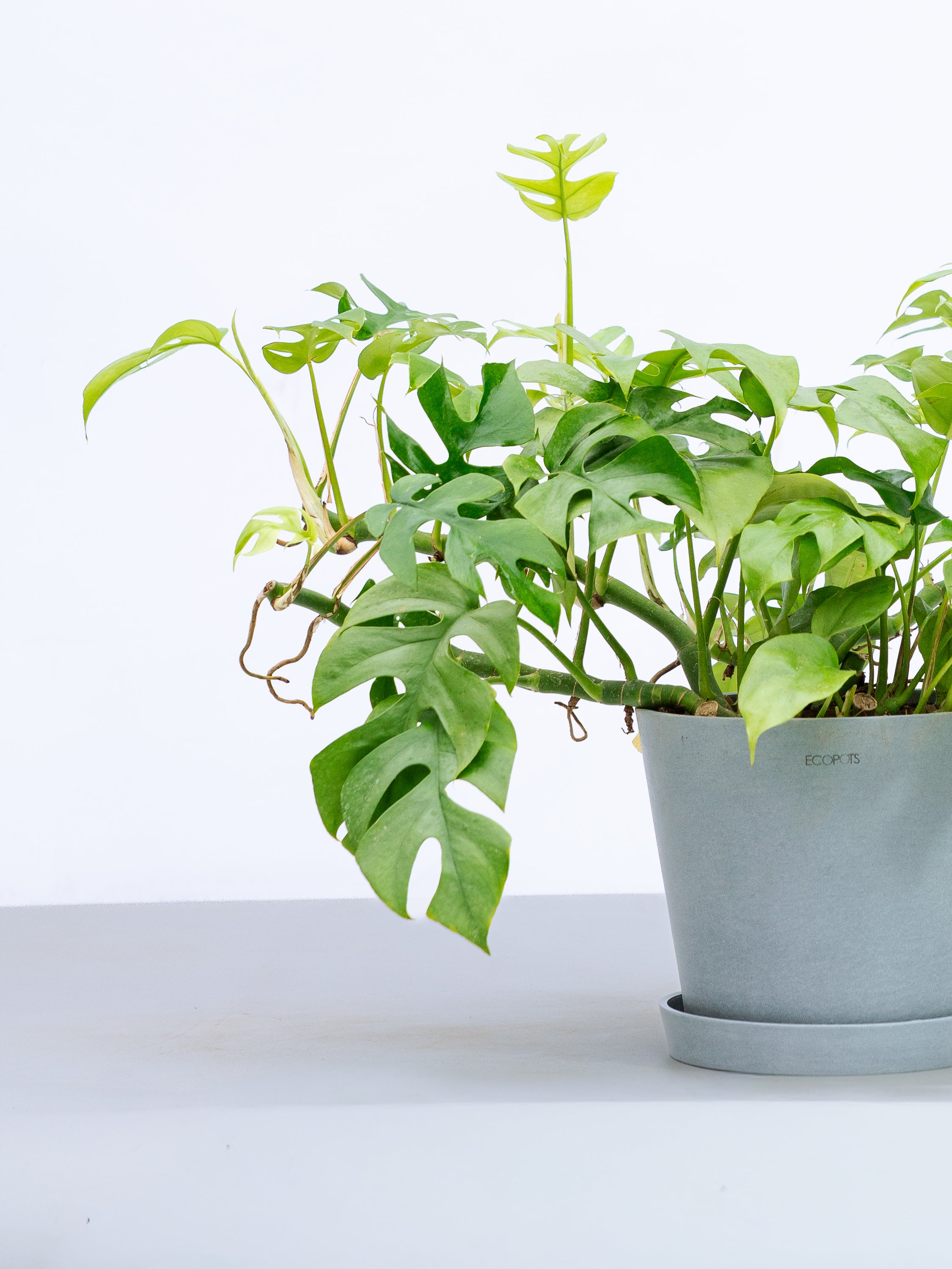 一点もの】フィロデンドロン・ミニマ S #1 | 観葉植物・お花の通販 AND
