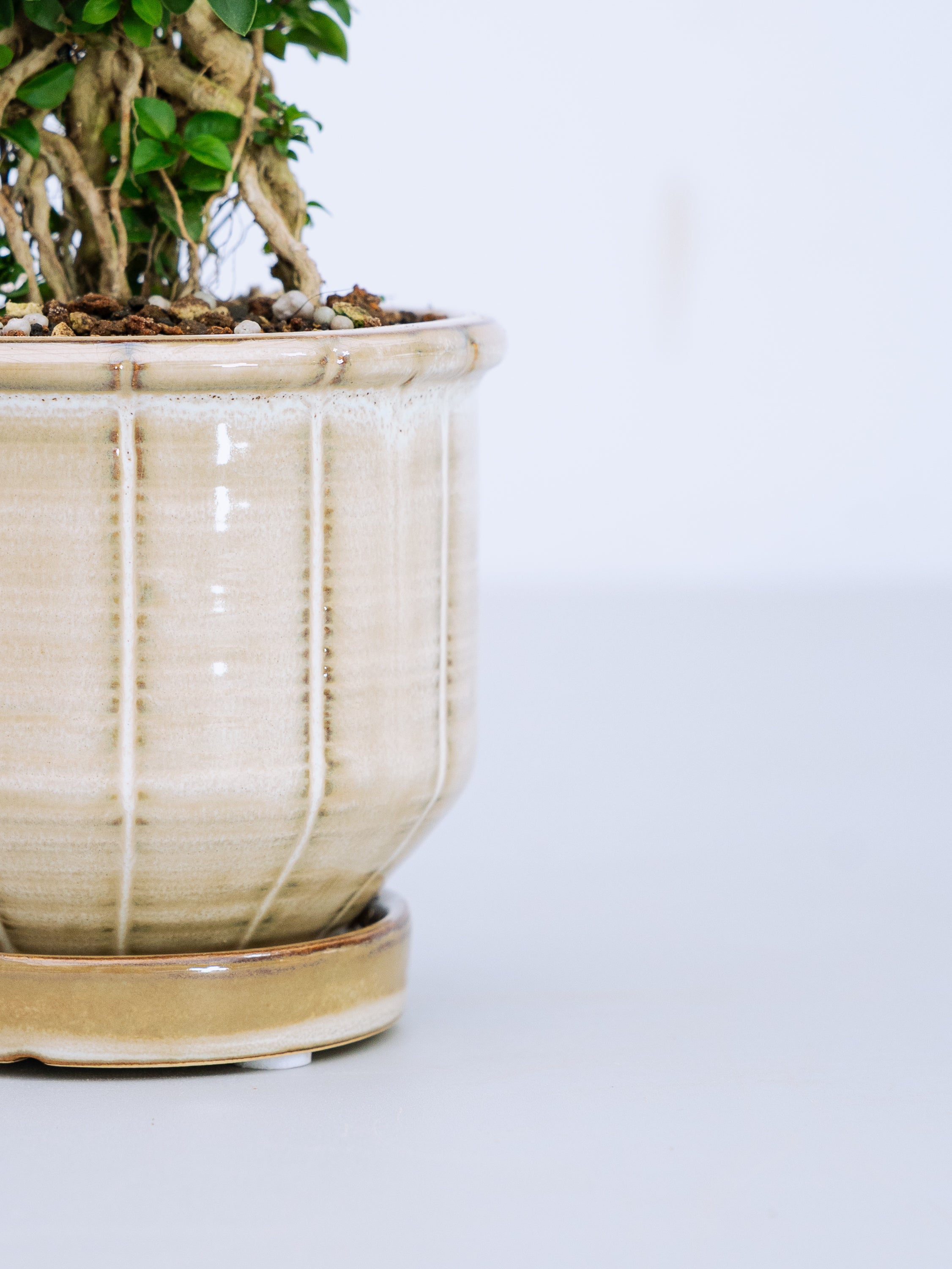 一点もの】八つ房白鳥花 Table-S | 観葉植物・お花の通販 AND PLANTS