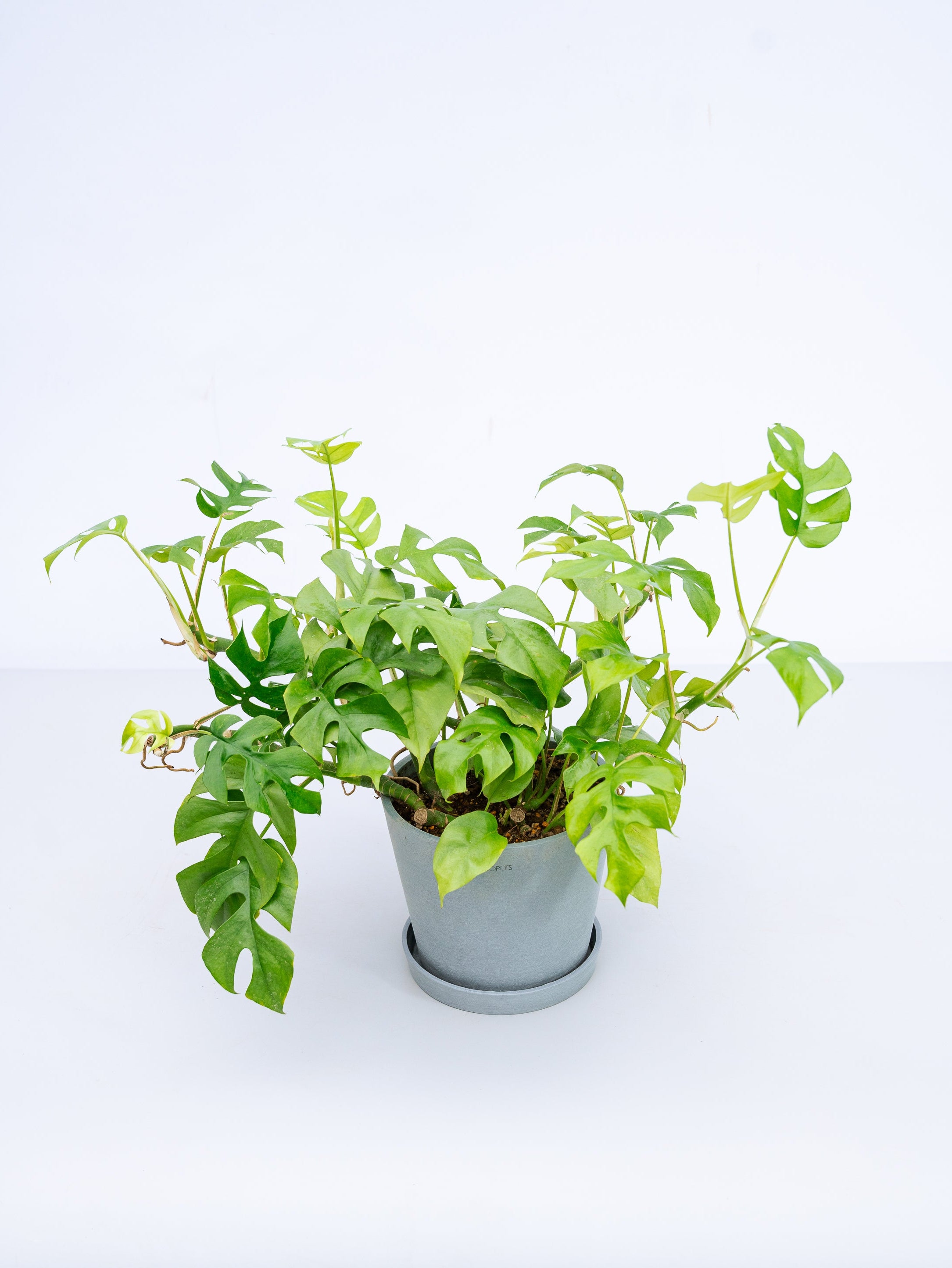 一点もの】フィロデンドロン・ミニマ S #1 | 観葉植物・お花の通販 AND