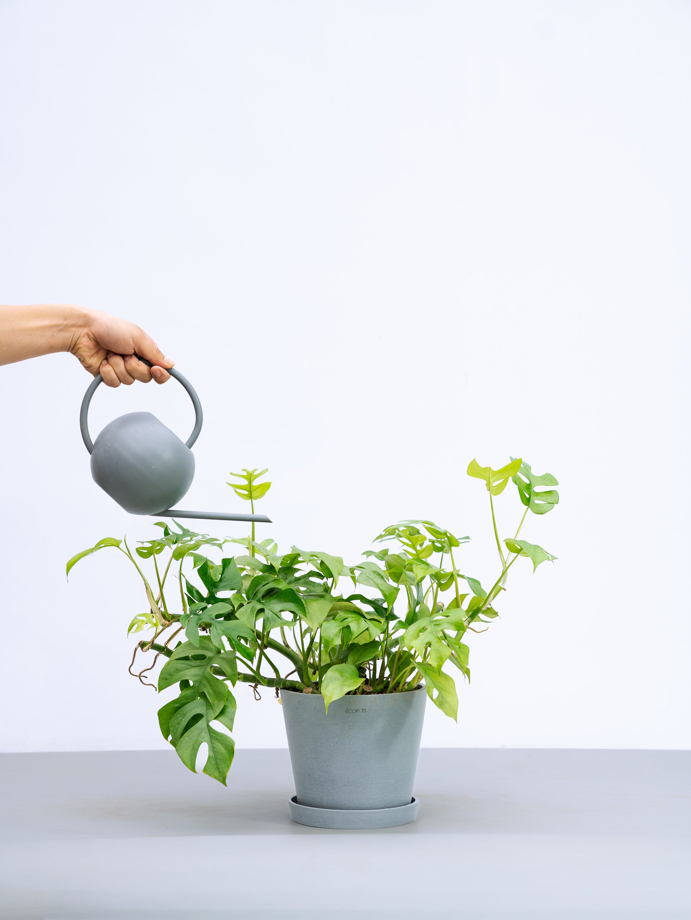 一点もの】フィロデンドロン・ミニマ S #1 | 観葉植物・お花の通販 AND