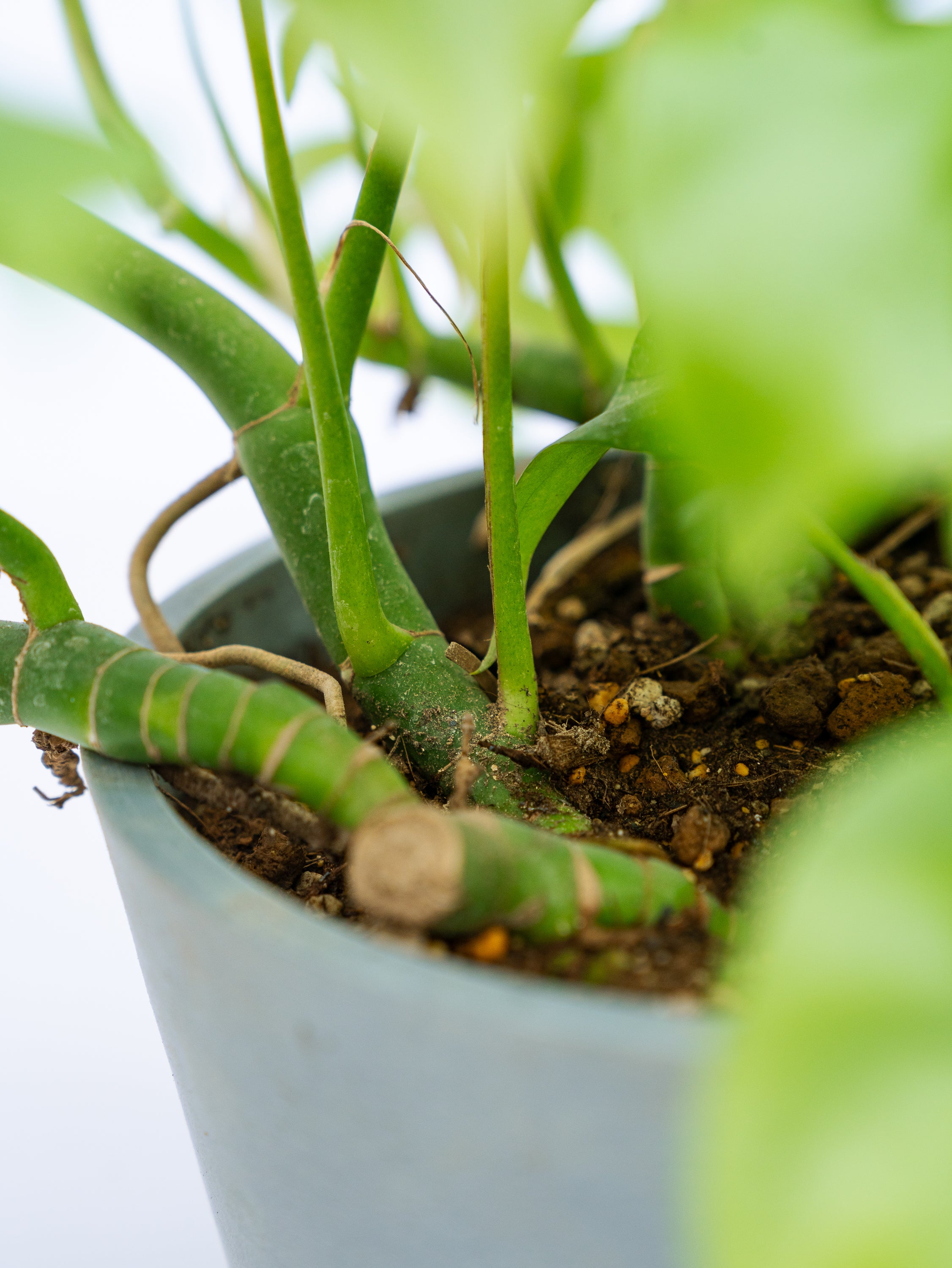一点もの】フィロデンドロン・ミニマ S #1 | 観葉植物・お花の通販 AND