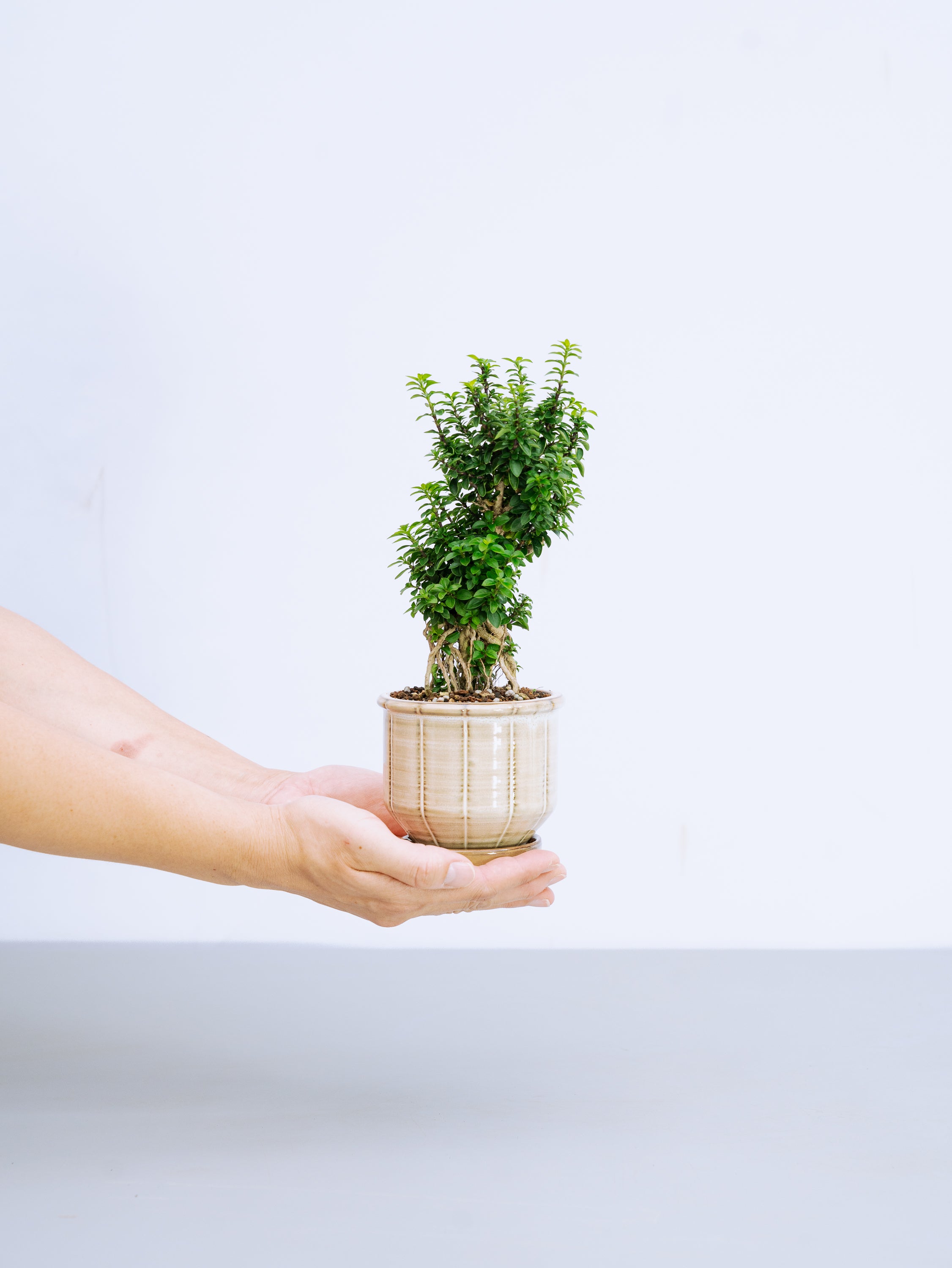一点もの】八つ房白鳥花 Table-S | 観葉植物・お花の通販 AND PLANTS