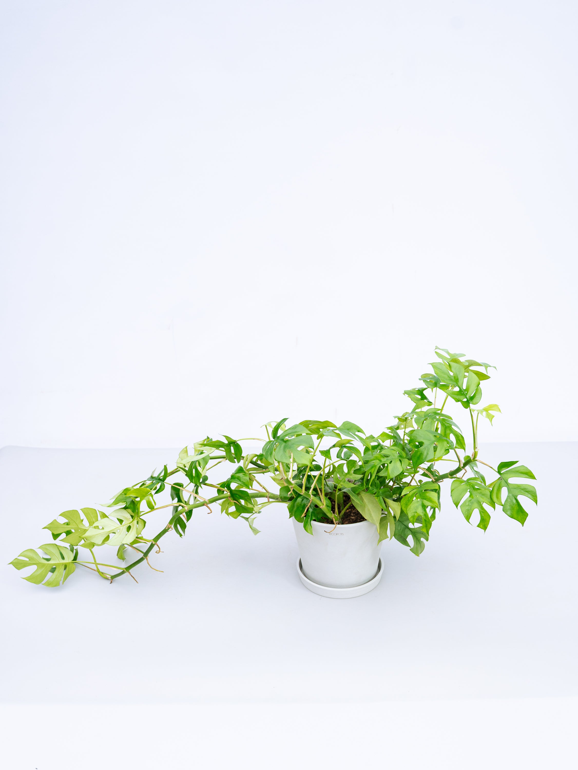 一点もの】フィロデンドロン・ミニマ S #2 | 観葉植物・お花の通販 AND