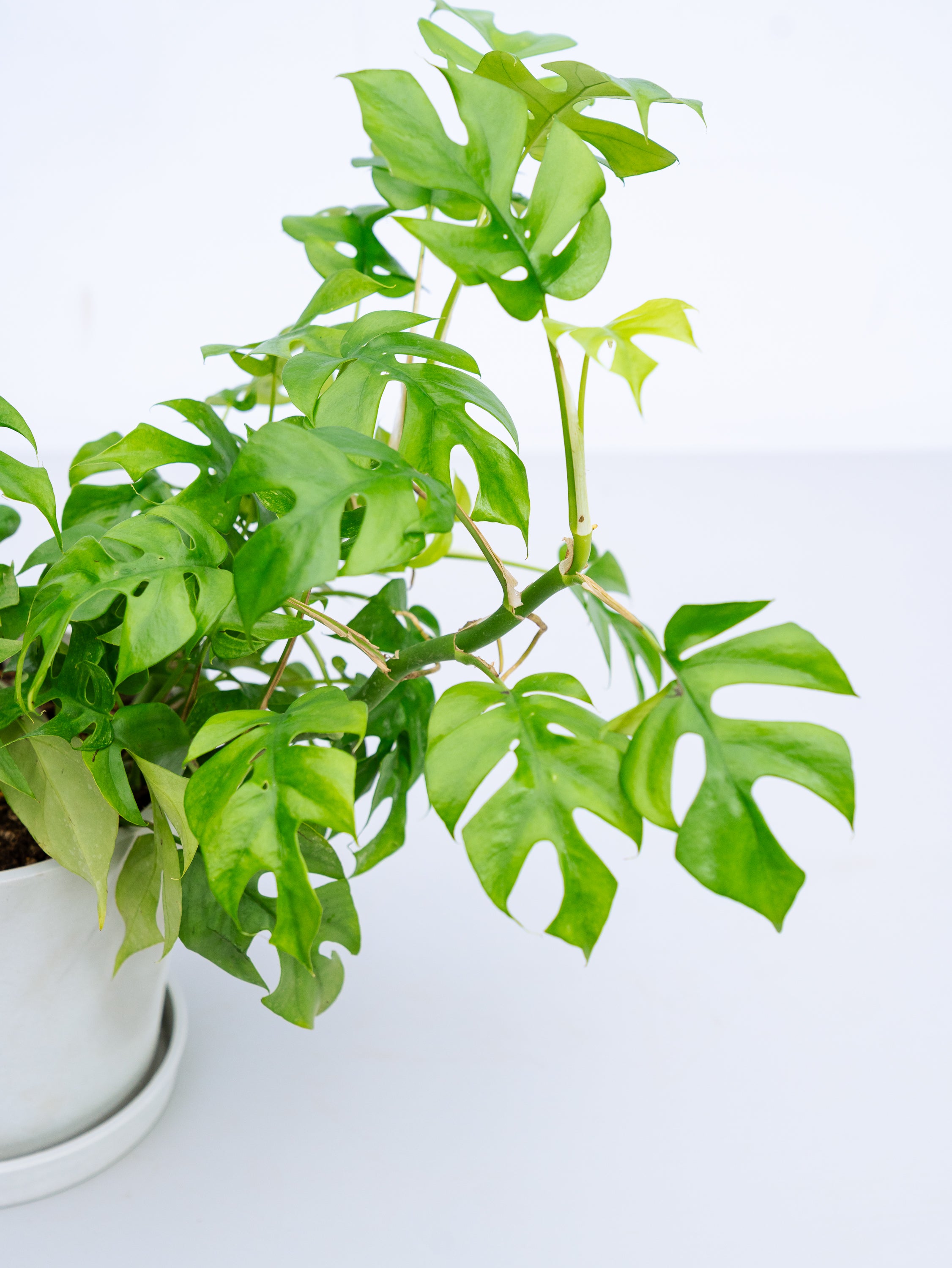 一点もの】フィロデンドロン・ミニマ S #2 | 観葉植物・お花の通販 AND