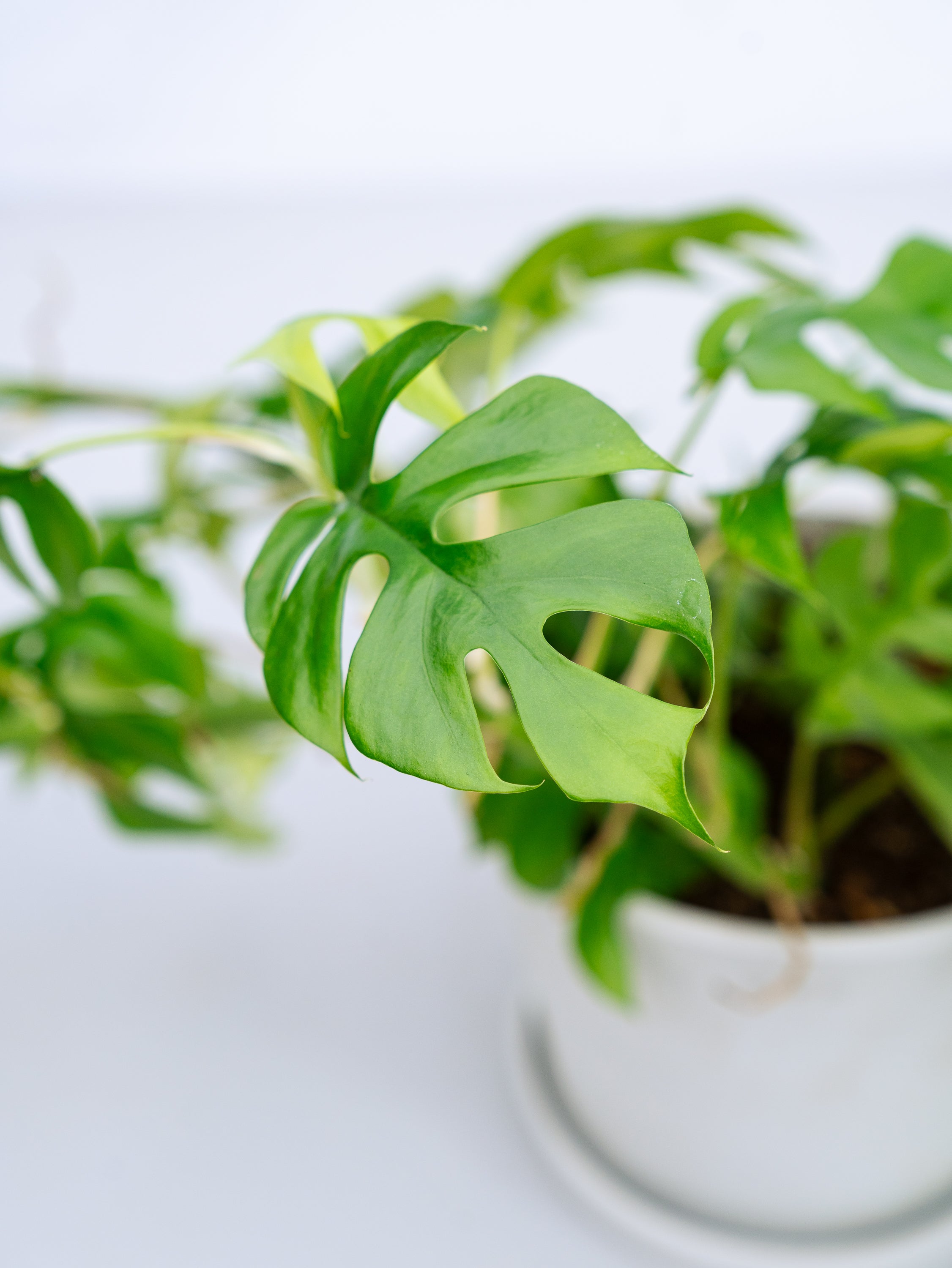 一点もの】フィロデンドロン・ミニマ S #2 | 観葉植物・お花の通販 AND