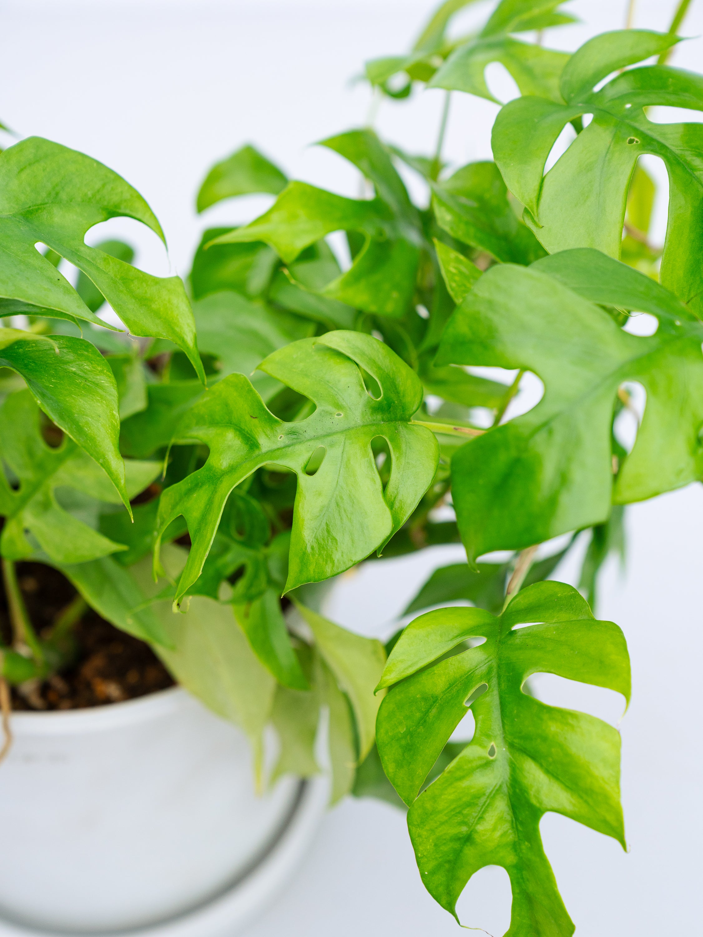 一点もの】フィロデンドロン・ミニマ S #2 | 観葉植物・お花の通販 AND