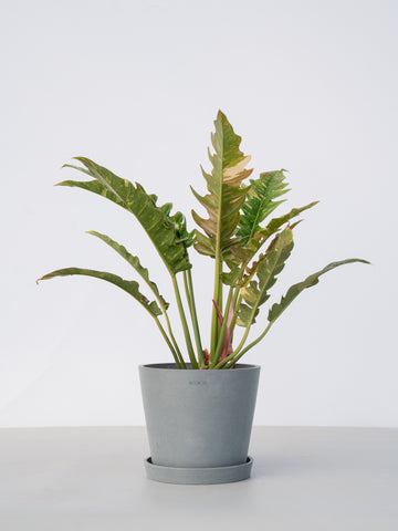 【一点もの】フィロデンドロン・リングオブファイヤー S #5