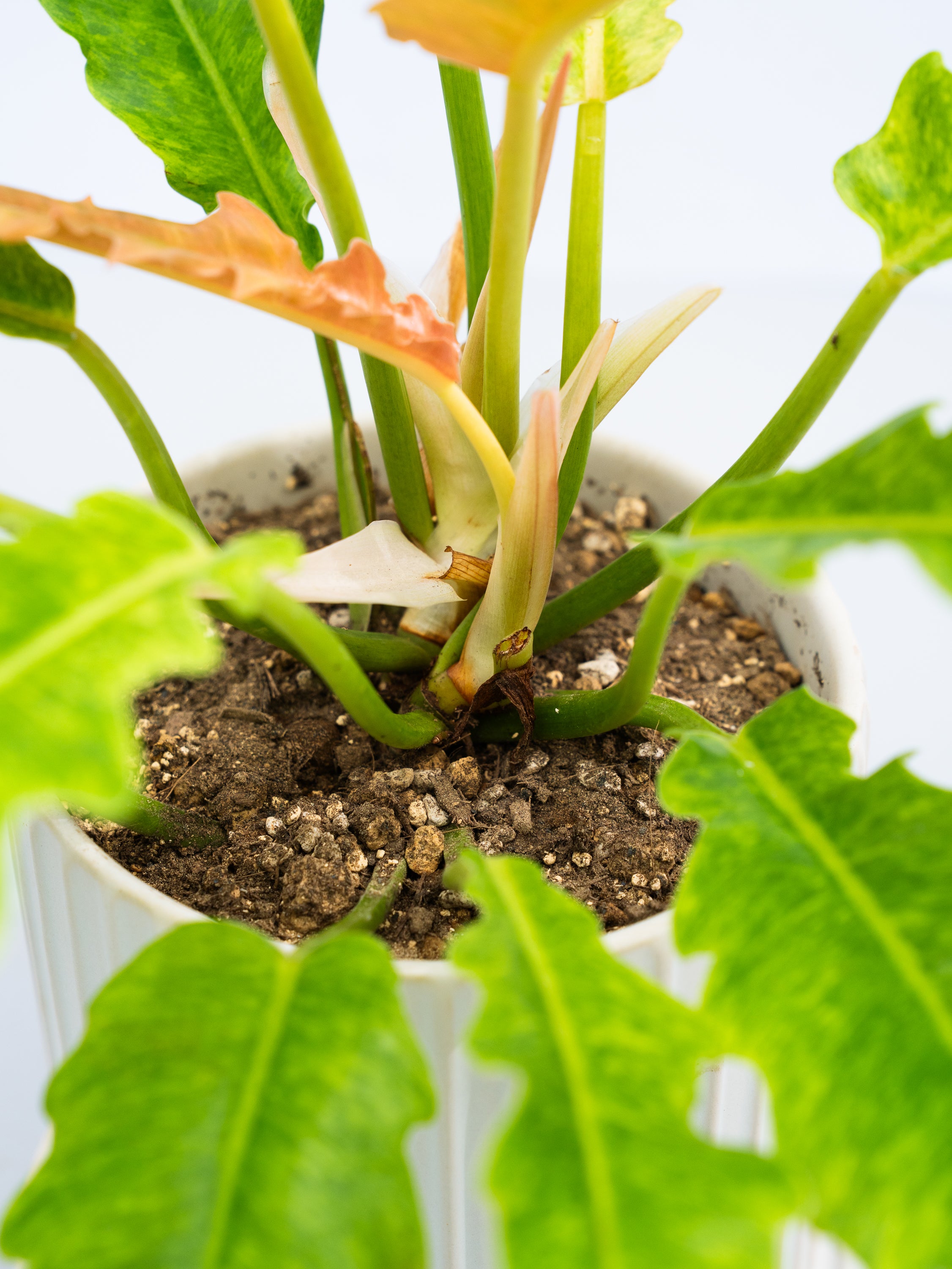 一点もの】フィロデンドロン・リングオブファイアー 抹茶 S | 観葉植物