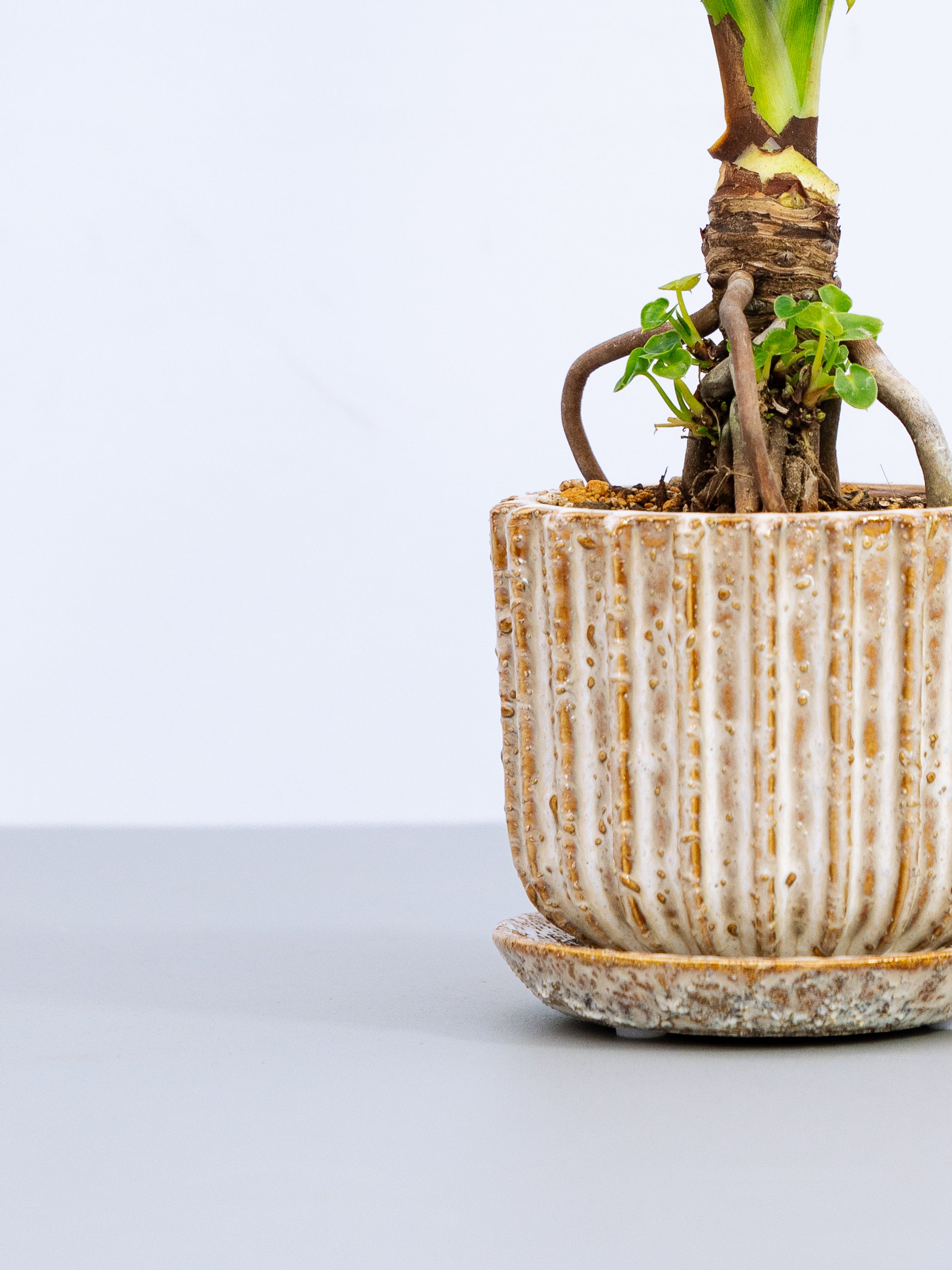 一点もの】セローム・スーパーアトム Table-M | 観葉植物・お花の通販