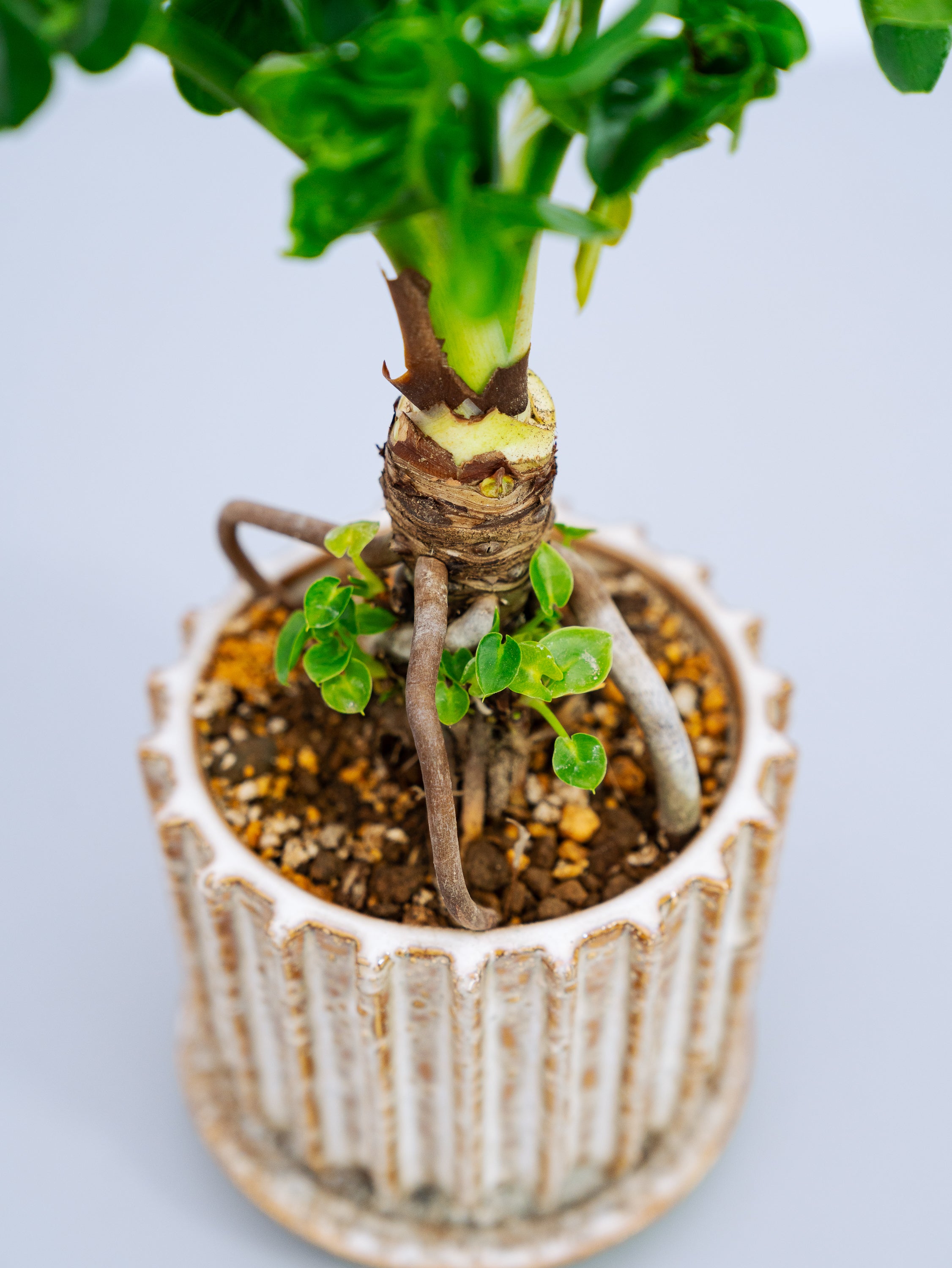 一点もの】セローム・スーパーアトム Table-M | 観葉植物・お花の通販