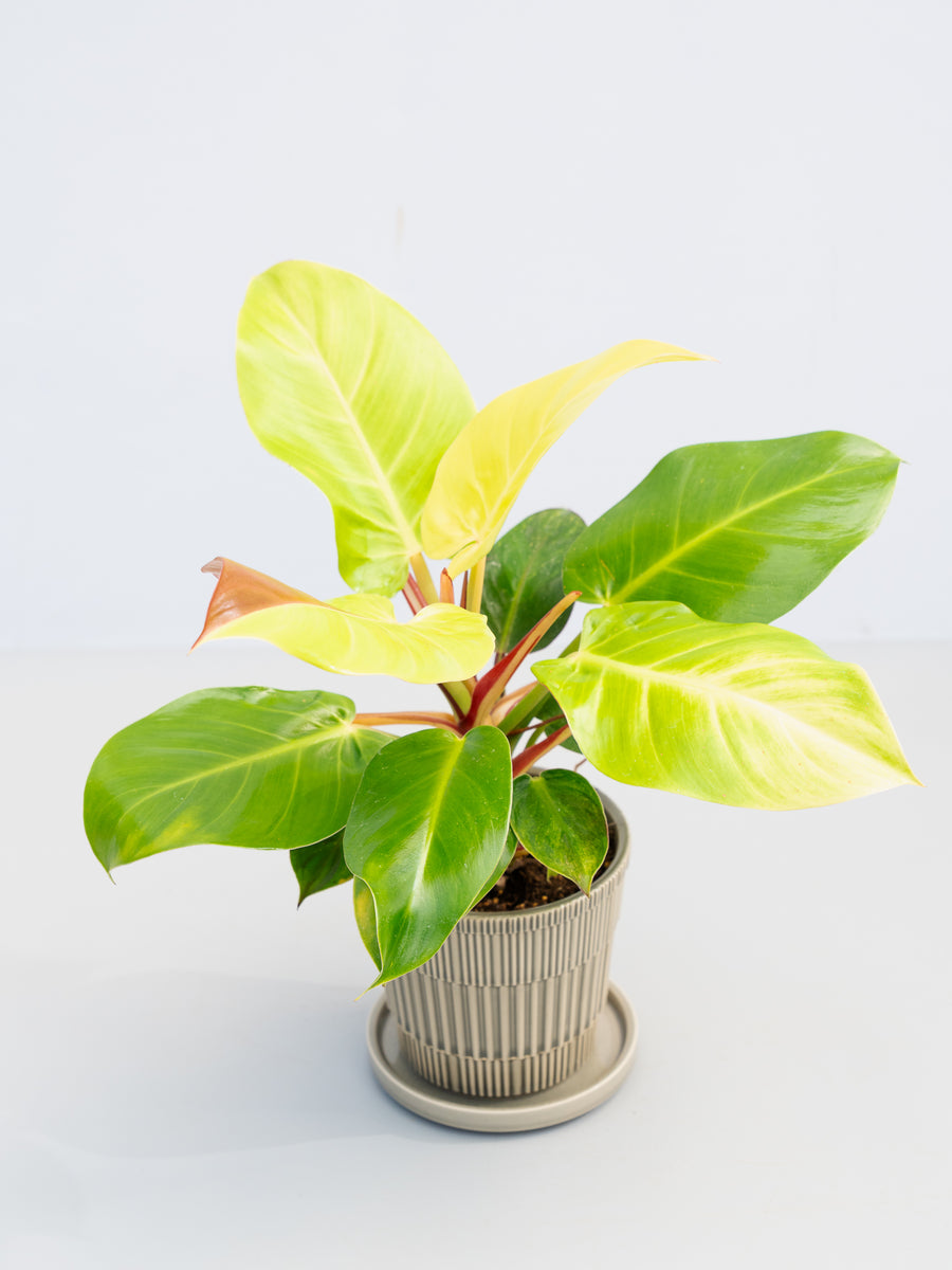 フィロデンドロン 5号 | 観葉植物の通販 AND PLANTS (アンドプランツ)