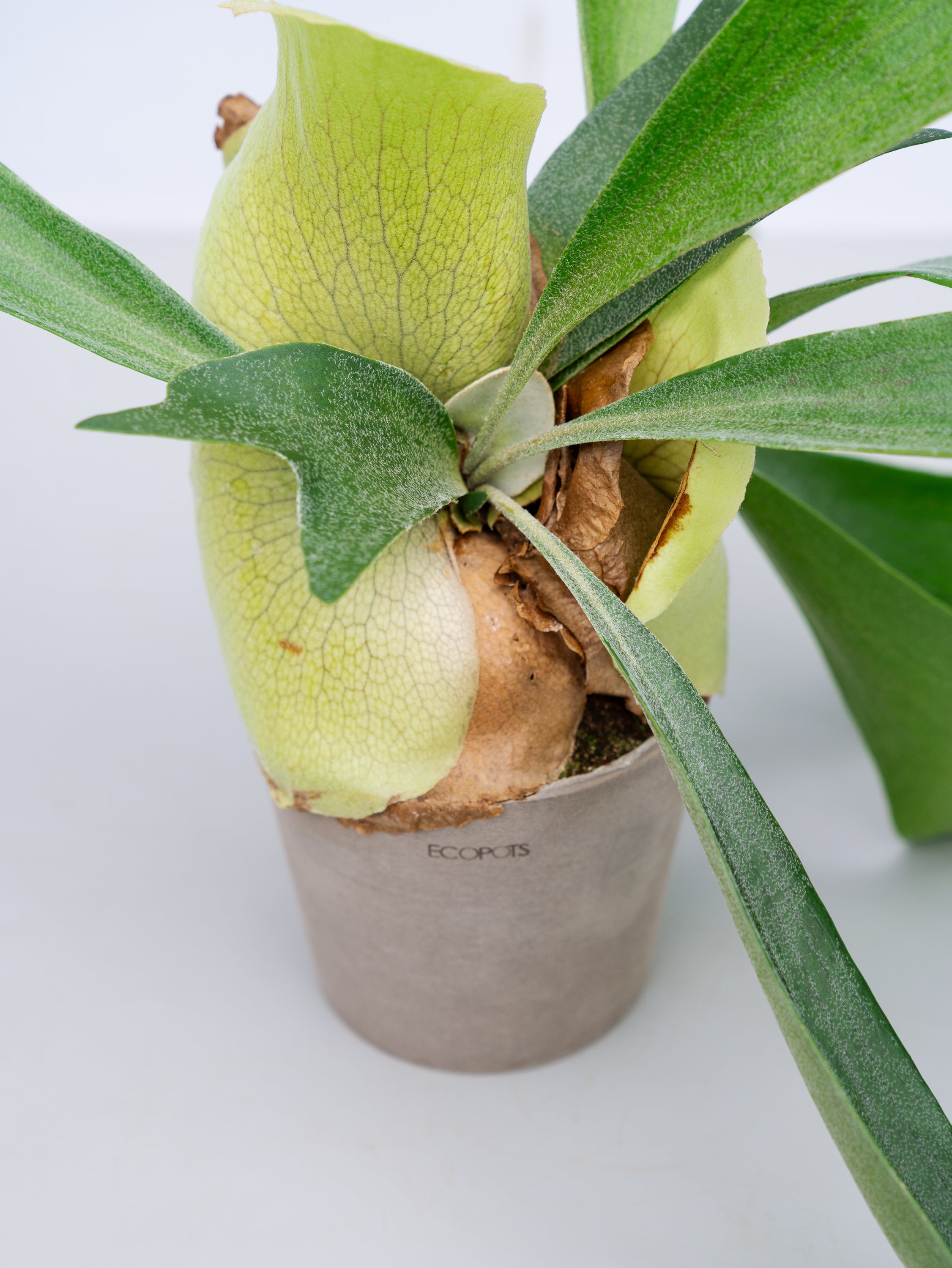 一点もの】ビカクシダ・アルシコルネ Table-M #1 | 観葉植物・お花の