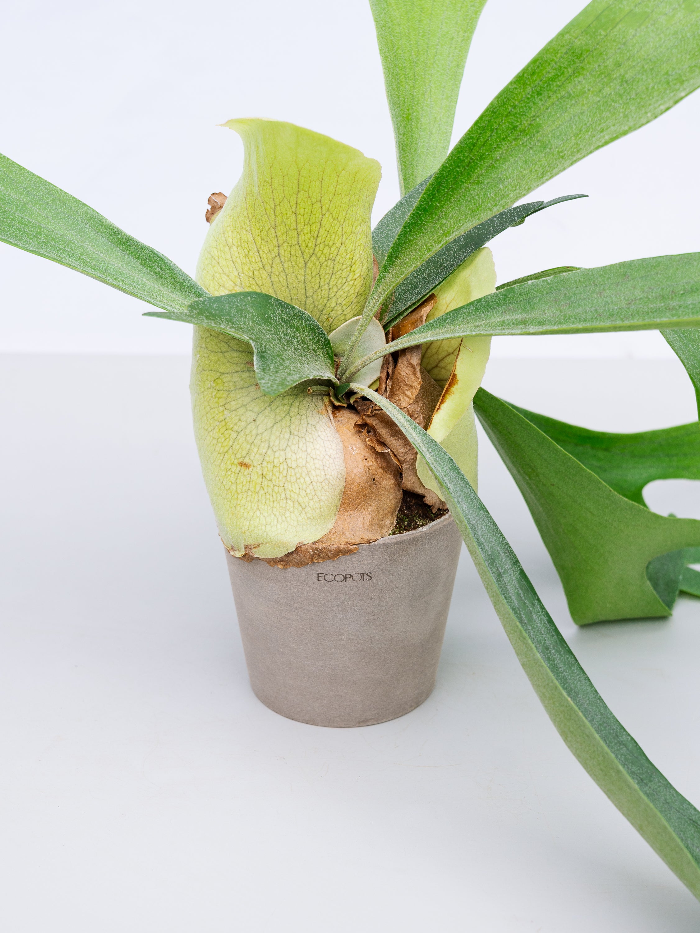 一点もの】ビカクシダ・アルシコルネ Table-M #1 | 観葉植物・お花の