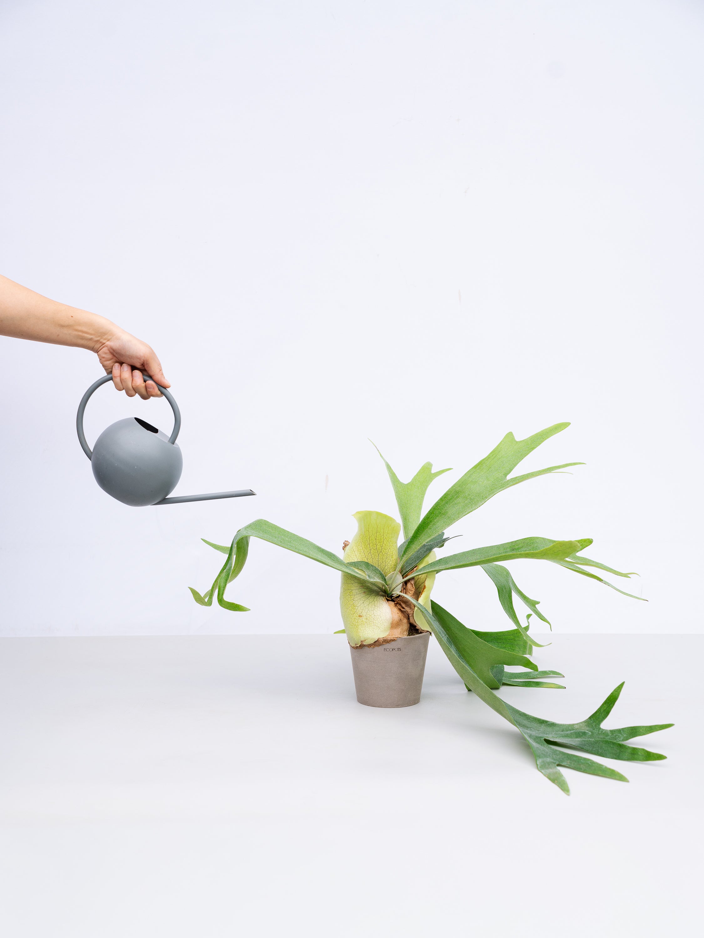 一点もの】ビカクシダ・アルシコルネ Table-M #1 | 観葉植物・お花の