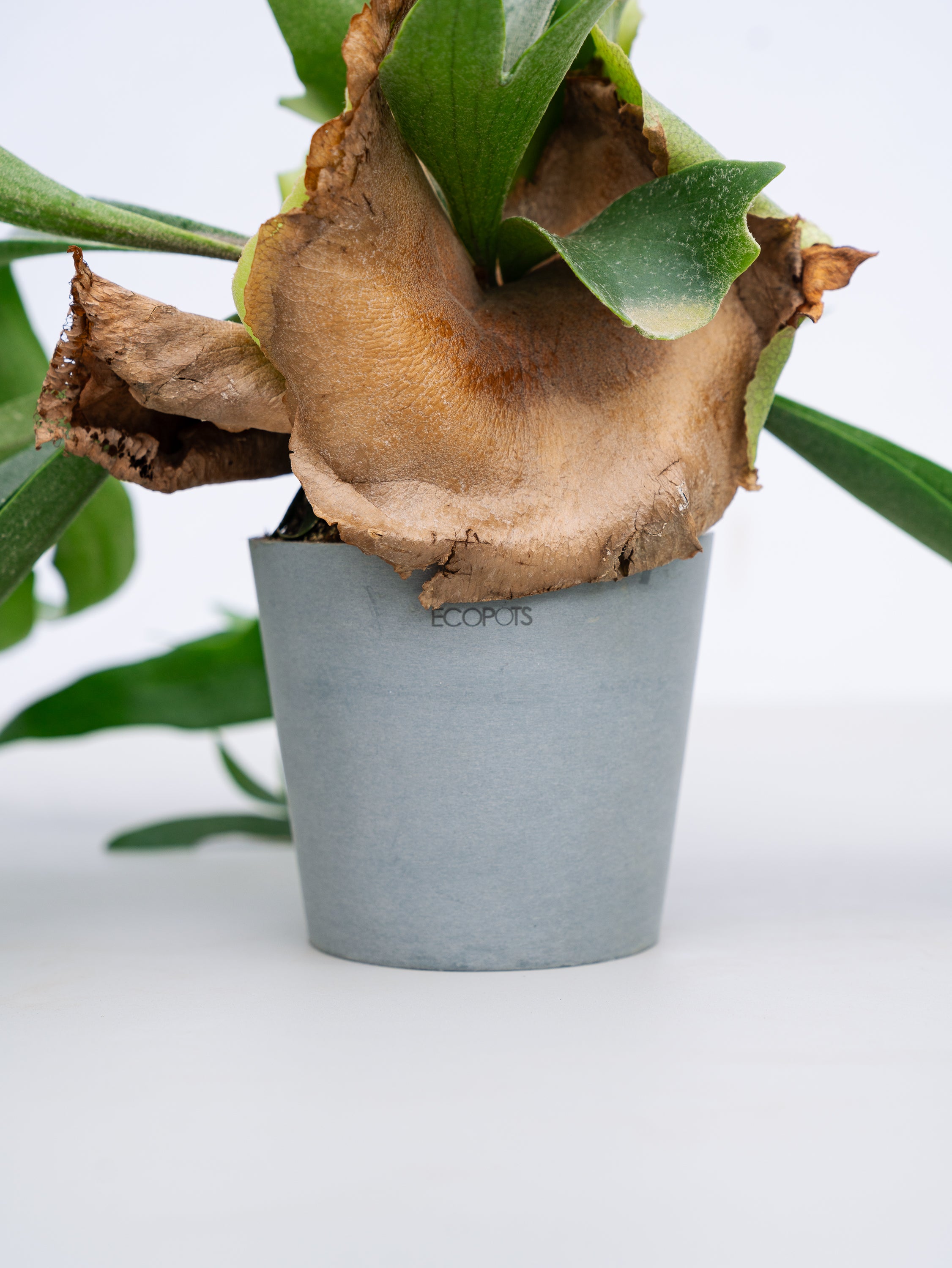 一点もの】ビカクシダ・アルシコルネ Table-M #2 | 観葉植物・お花の