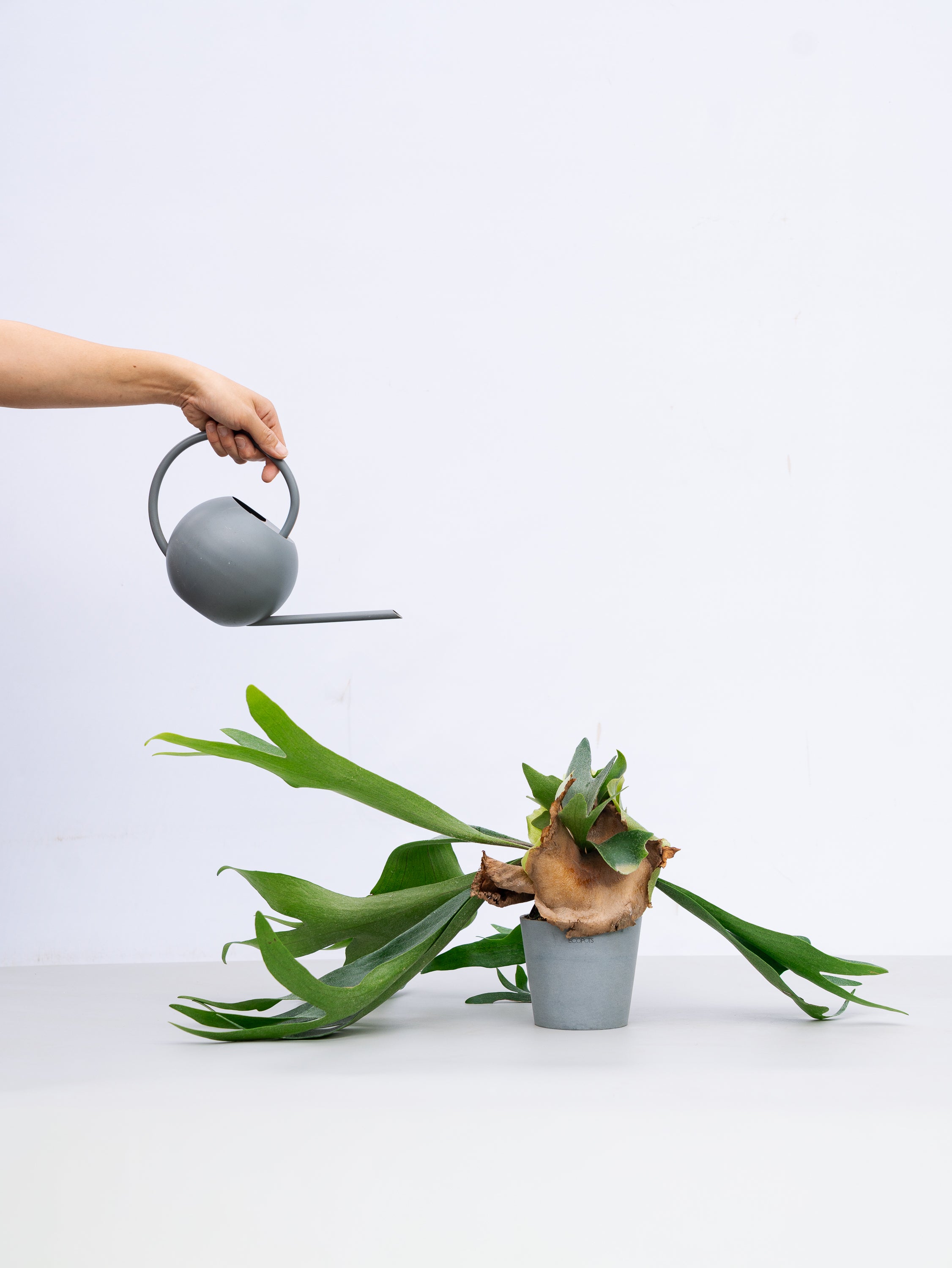 一点もの】ビカクシダ・アルシコルネ Table-M #2 | 観葉植物・お花の