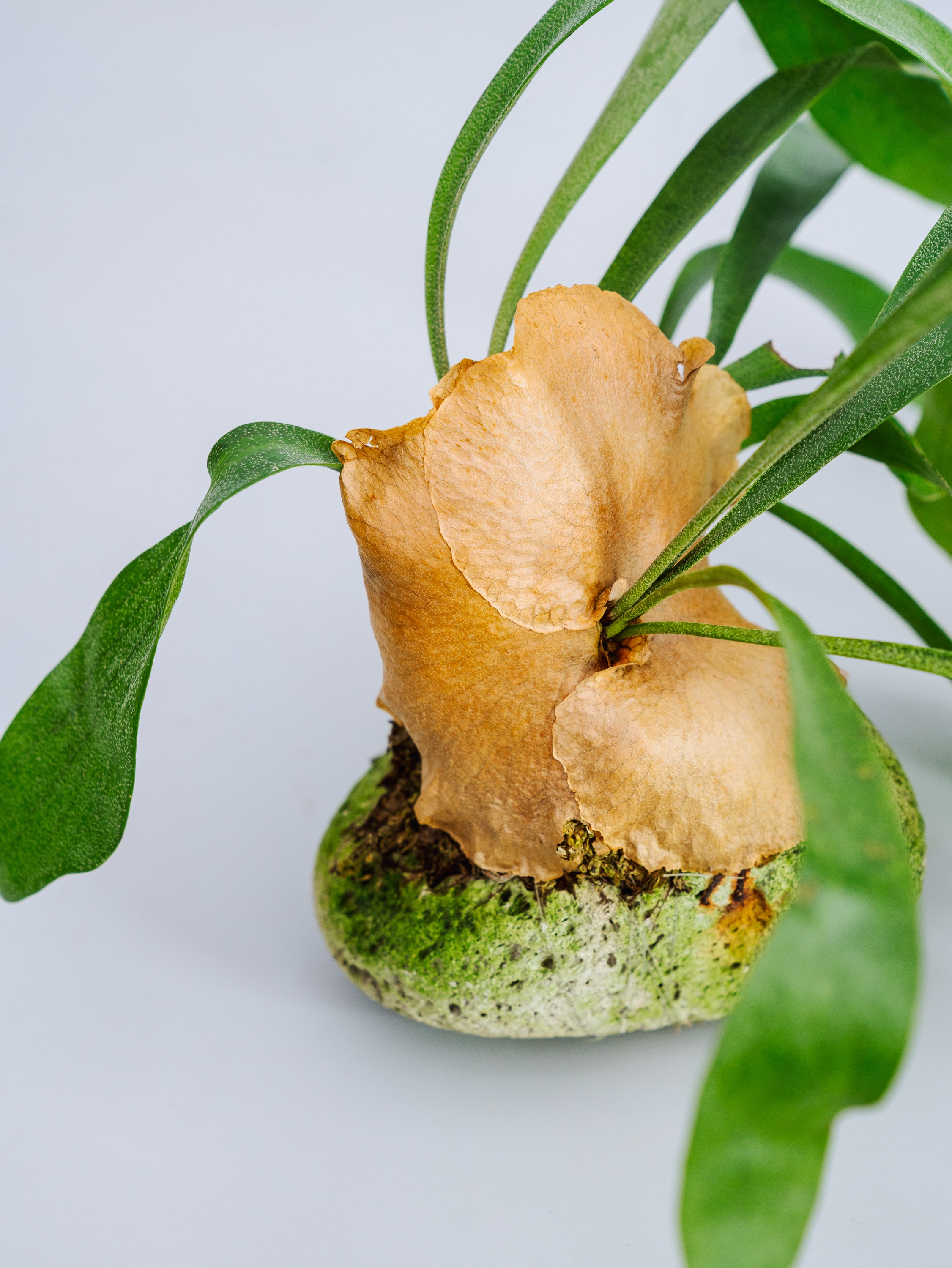 ビカクシダ質問用 一点もの】ビカクシダ・ネザーランド 軽石付 Table-L #1 | 観葉植物