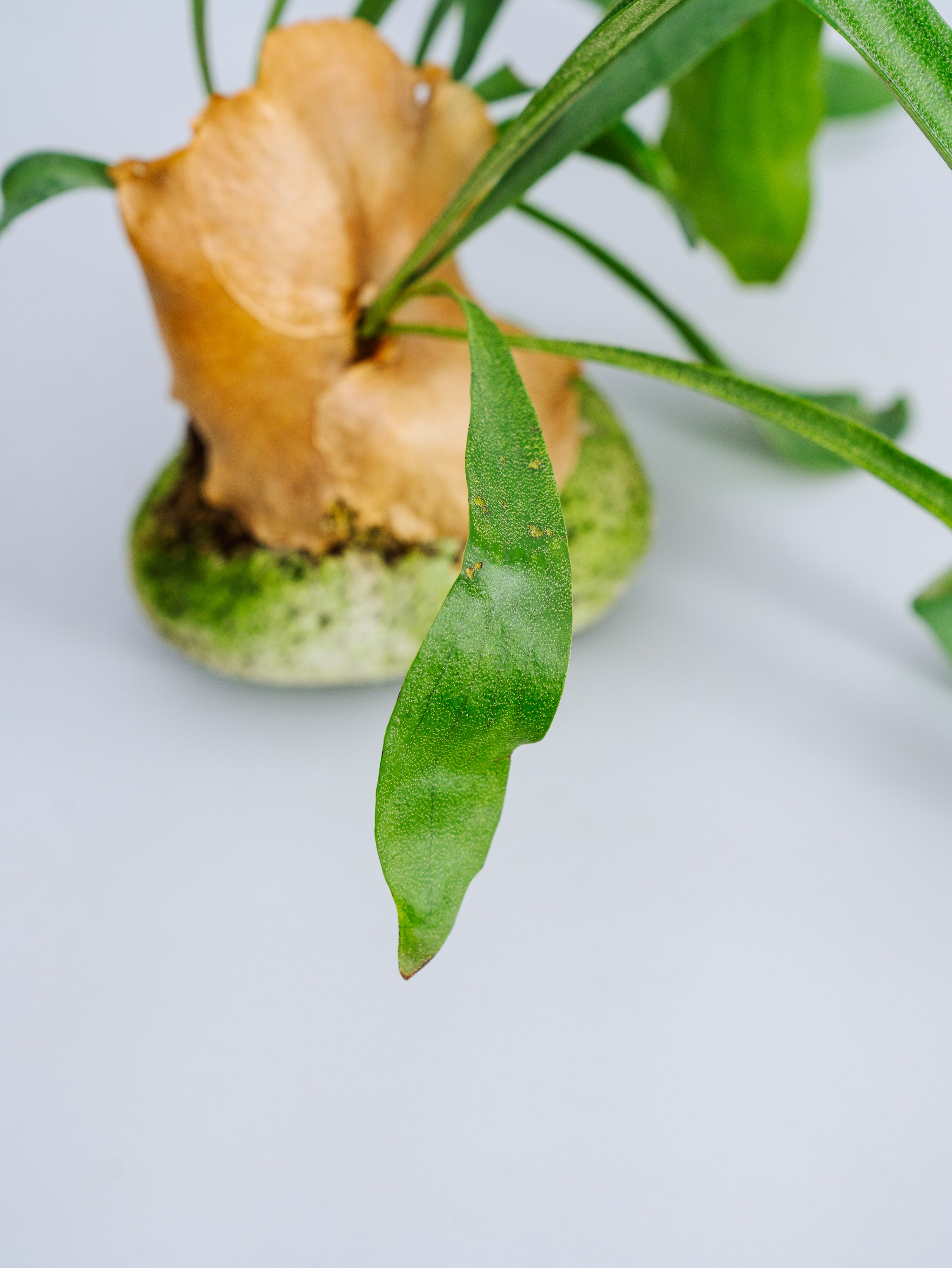 一点もの】ビカクシダ・ネザーランド 軽石付 Table-L #1 | 観葉植物