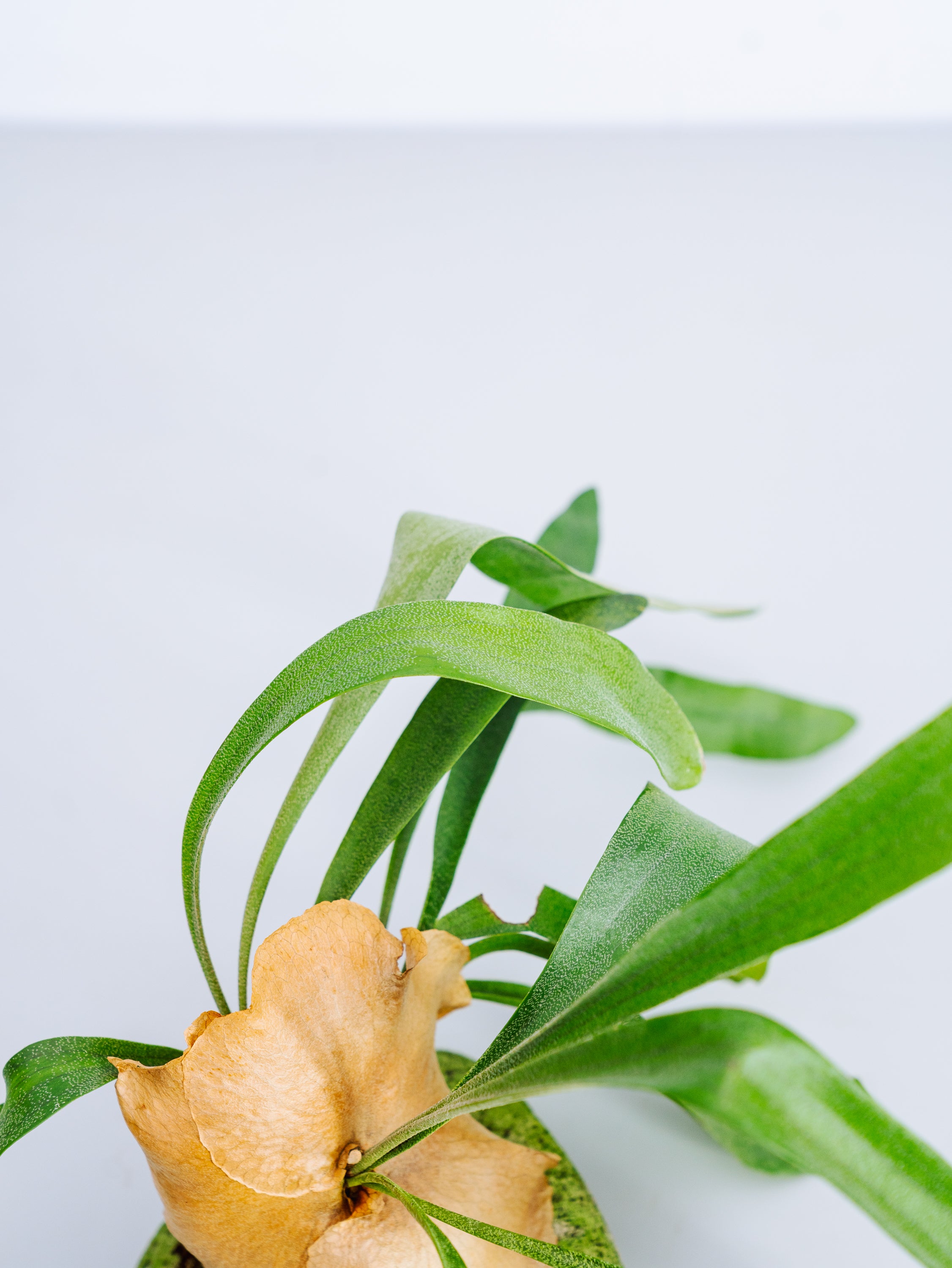 一点もの】ビカクシダ・ネザーランド 軽石付 Table-L #1 | 観葉植物
