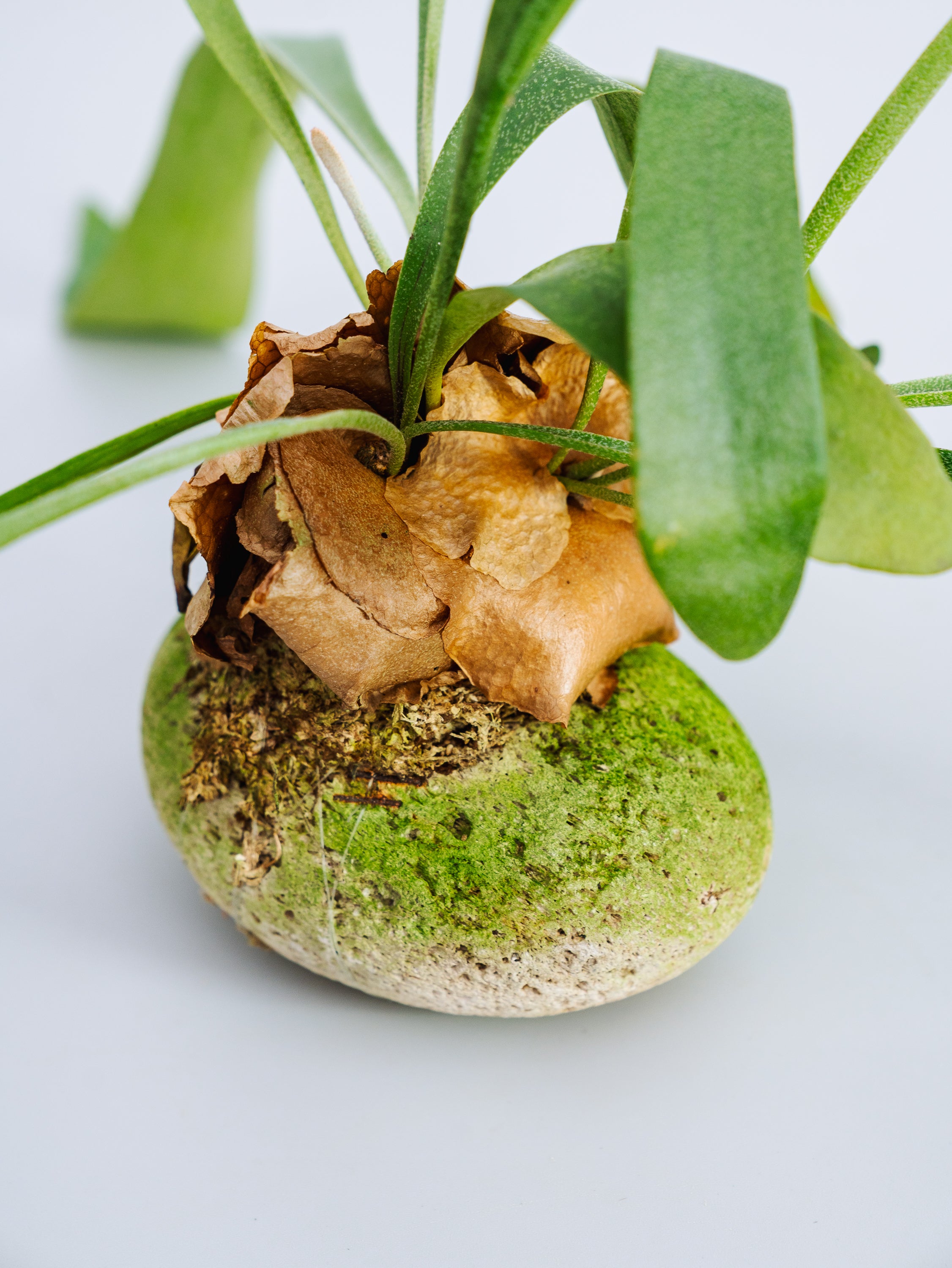 ビカクシダ質問用 一点もの】ビカクシダ・ネザーランド 軽石付 Table-L #2 | 観葉植物