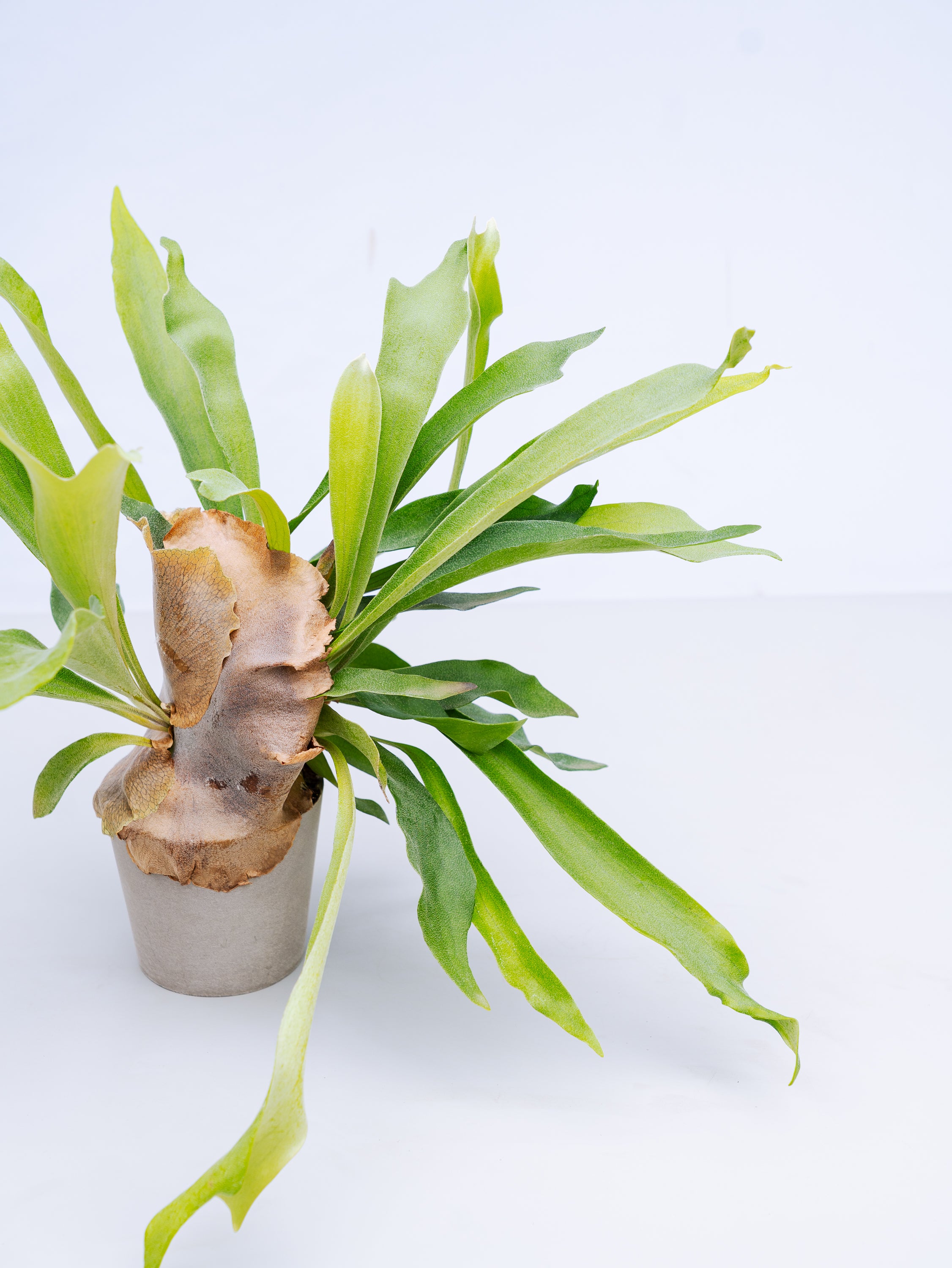 一点もの】ビカクシダ・ネザーランド Table-M #1 | 観葉植物・お花の