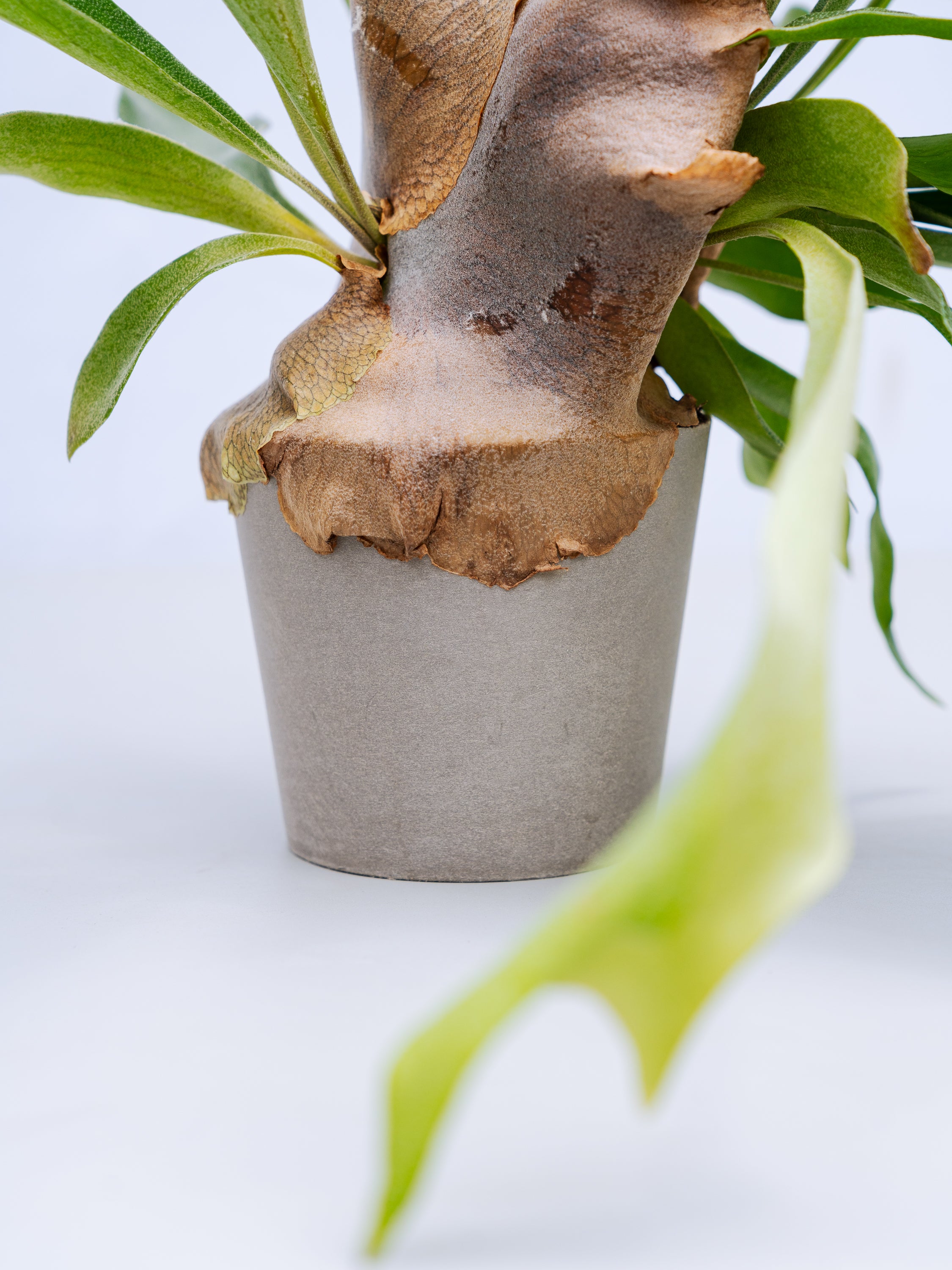 一点もの】ビカクシダ・ネザーランド Table-M #1 | 観葉植物・お花の