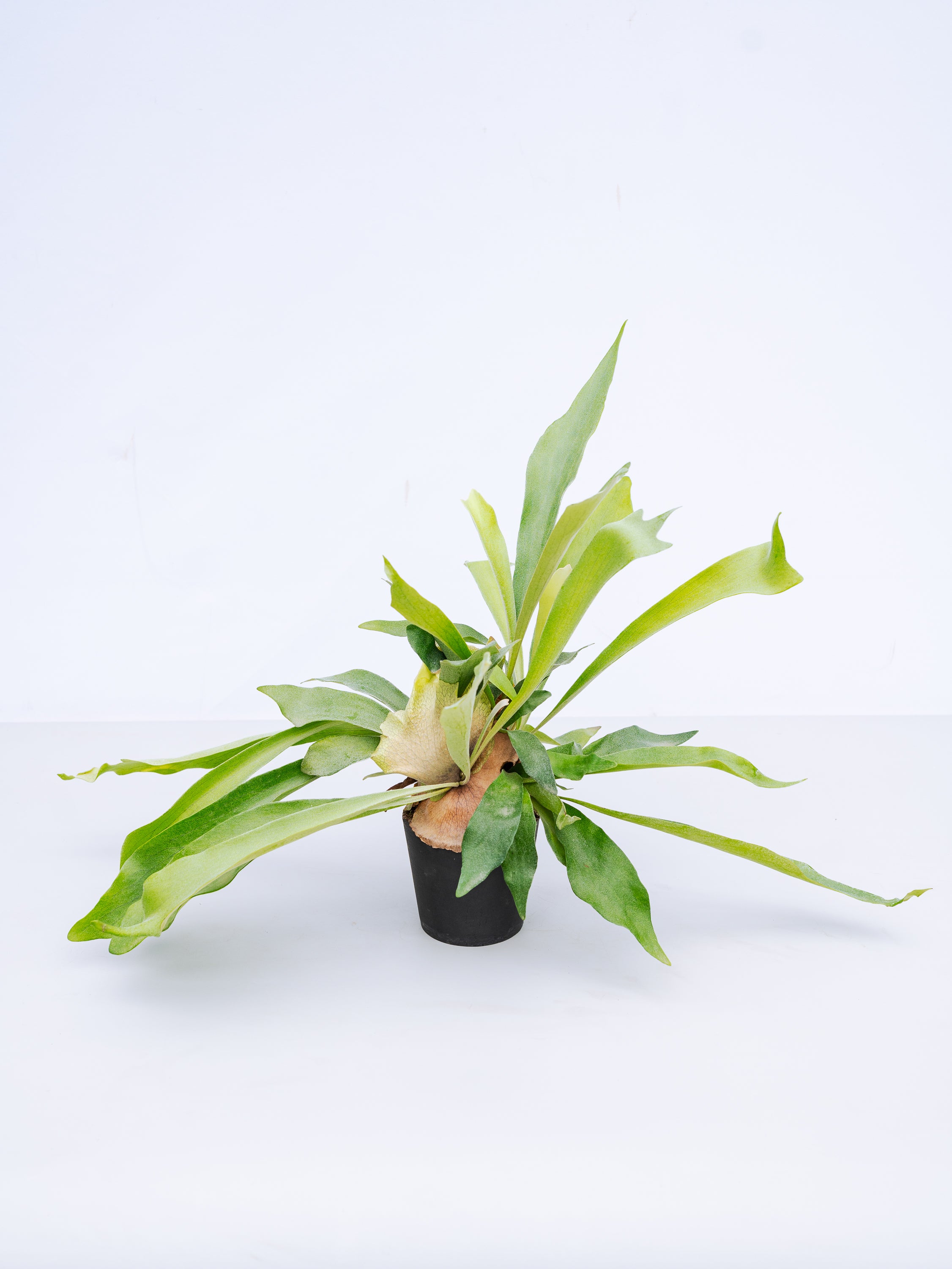 一点もの】ビカクシダ・ネザーランド Table-M #3 | 観葉植物・お花の