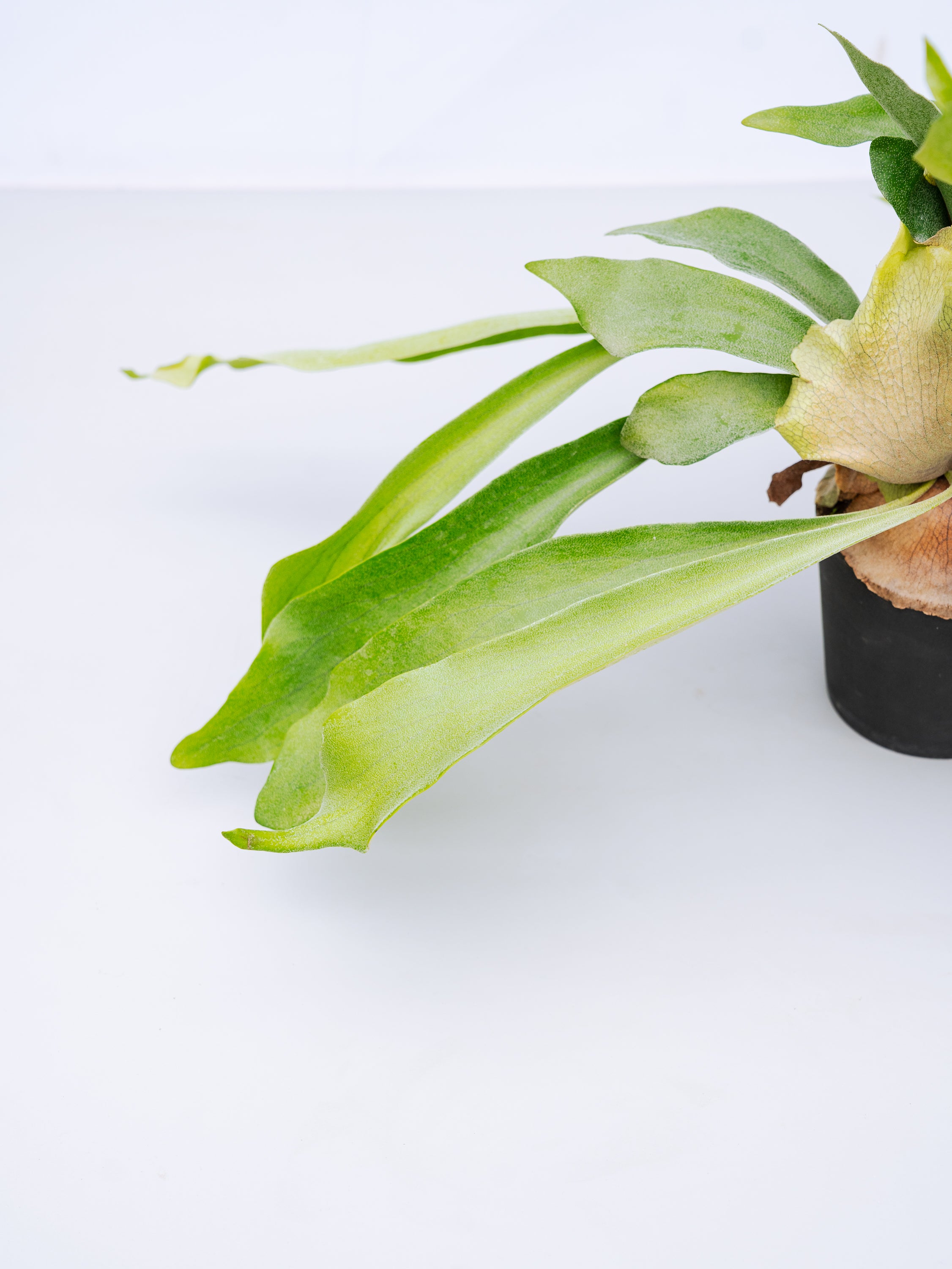 一点もの】ビカクシダ・ネザーランド Table-M #3 | 観葉植物・お花の
