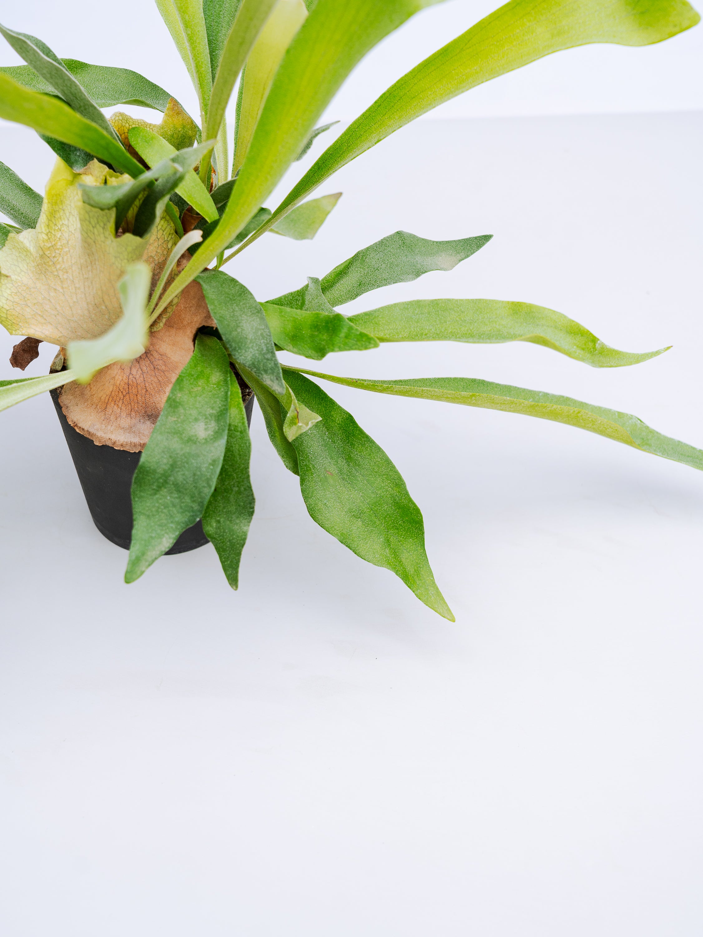 一点もの】ビカクシダ・ネザーランド Table-M #3 | 観葉植物・お花の