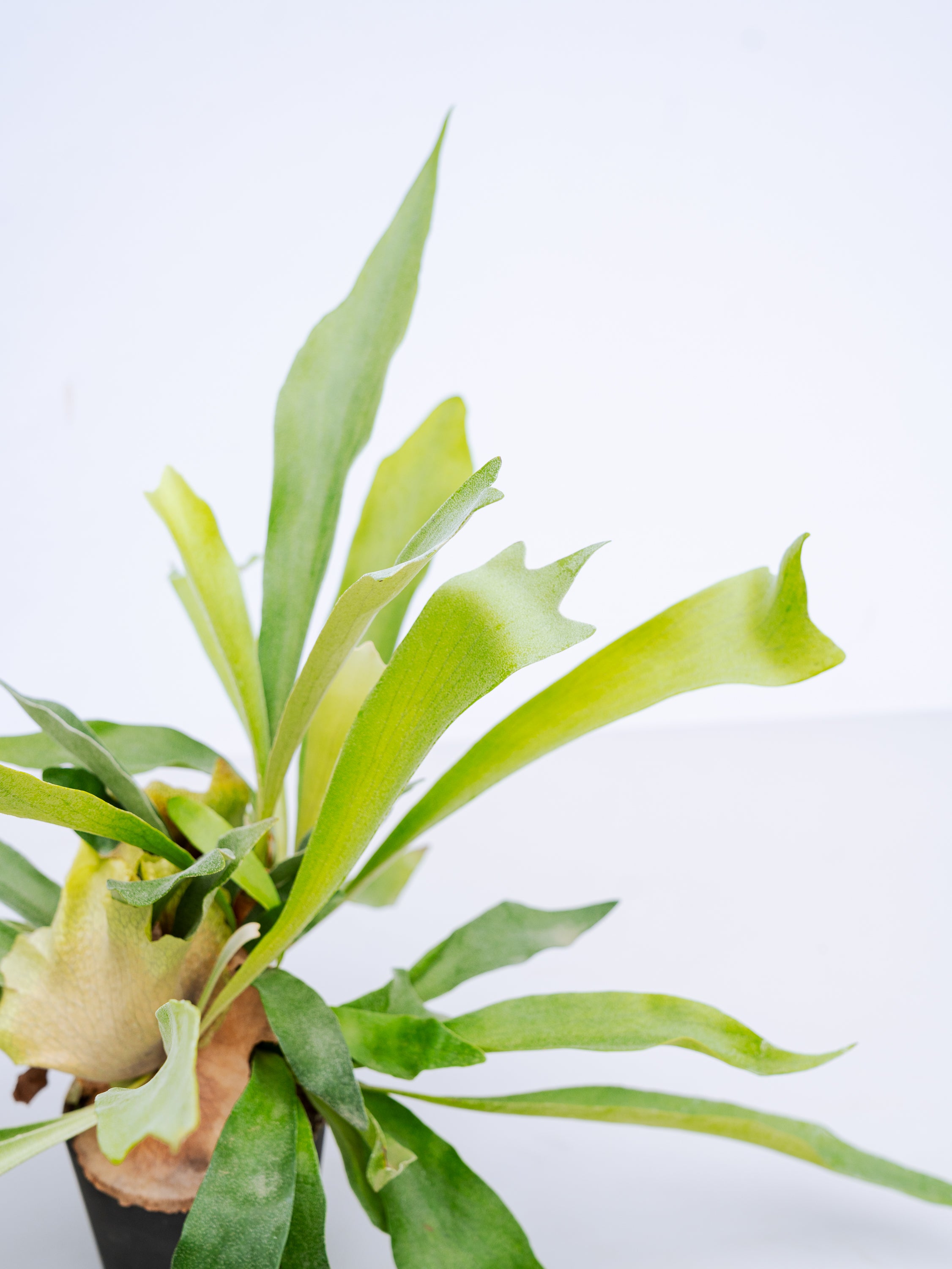 一点もの】ビカクシダ・ネザーランド Table-M #3 | 観葉植物・お花の