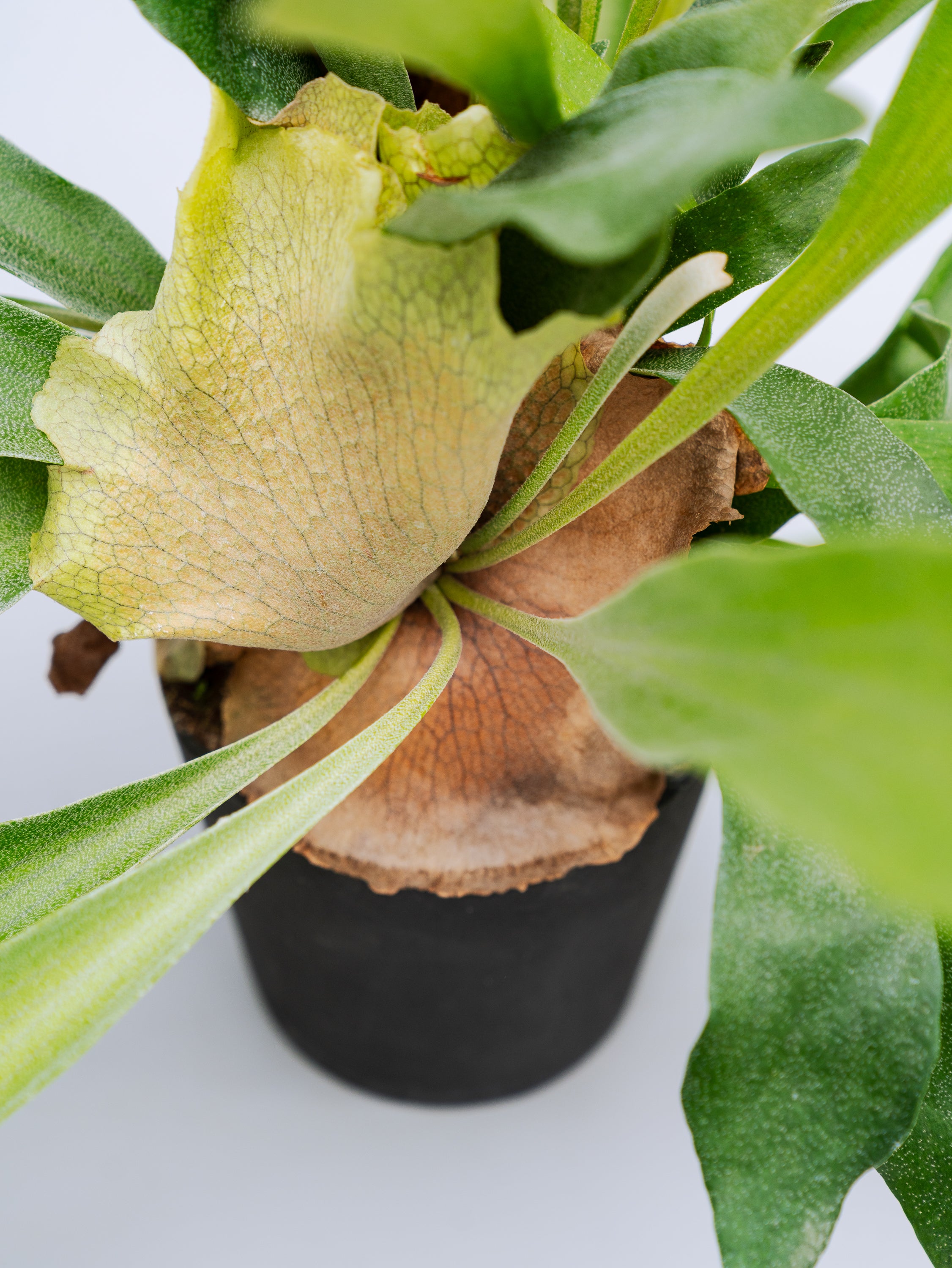 一点もの】ビカクシダ・ネザーランド Table-M #3 | 観葉植物・お花の