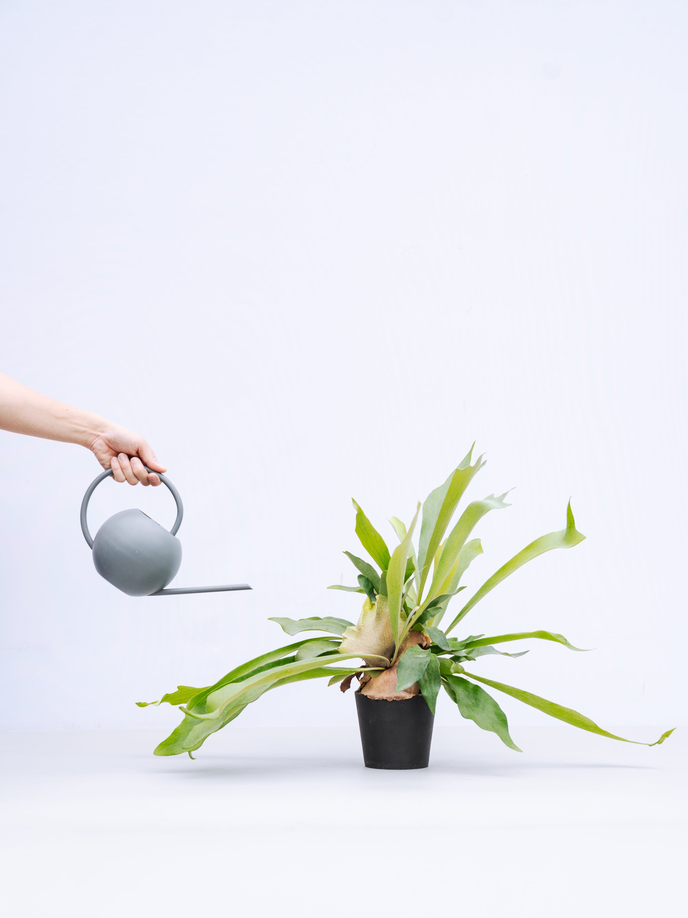 一点もの】ビカクシダ・ネザーランド Table-M #3 | 観葉植物・お花の