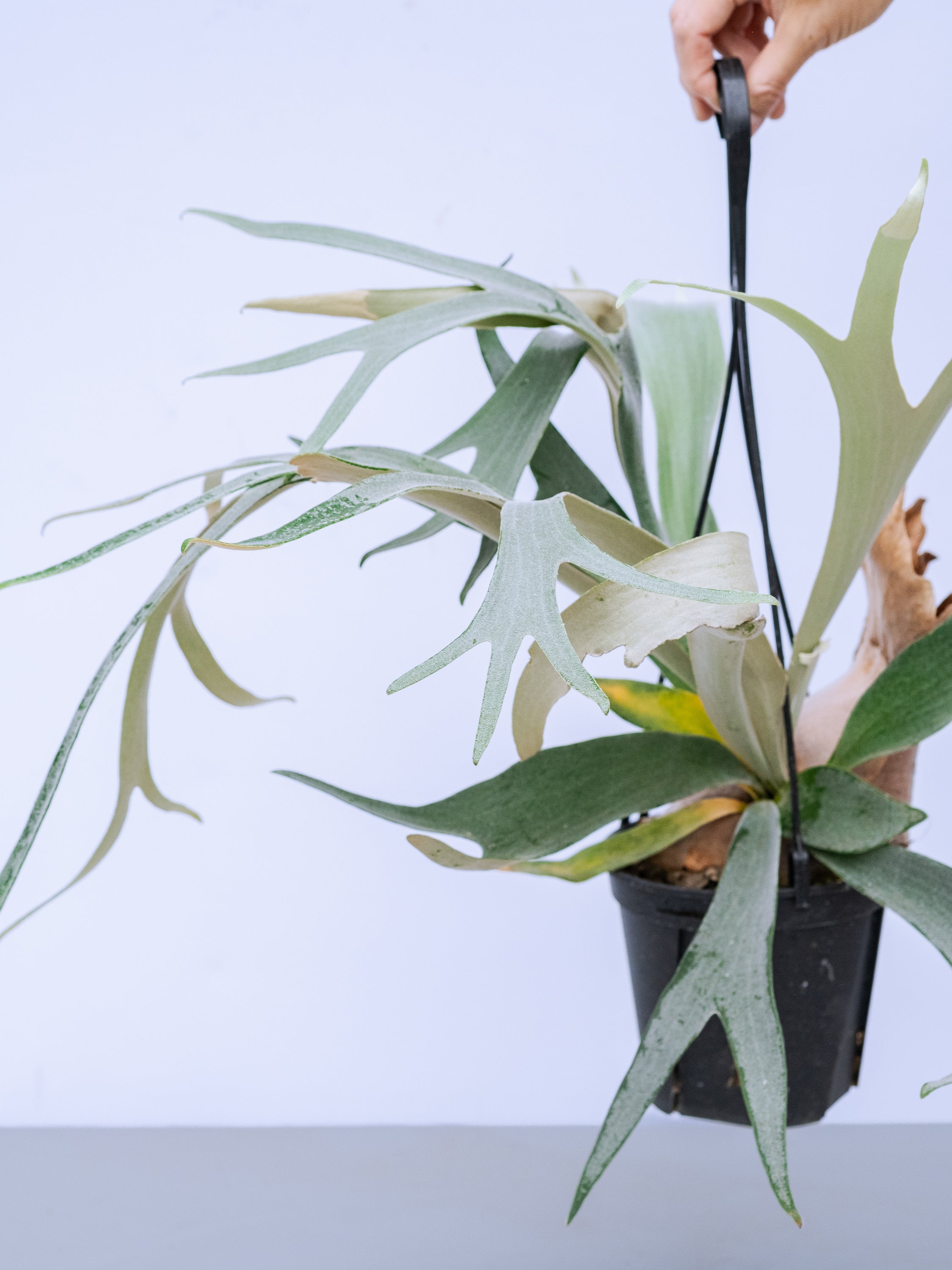 一点もの】ビカクシダ・ホワイトホーク ハンギング #3 | 観葉植物