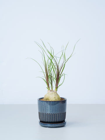 【一点もの】トックリラン Table-M #2