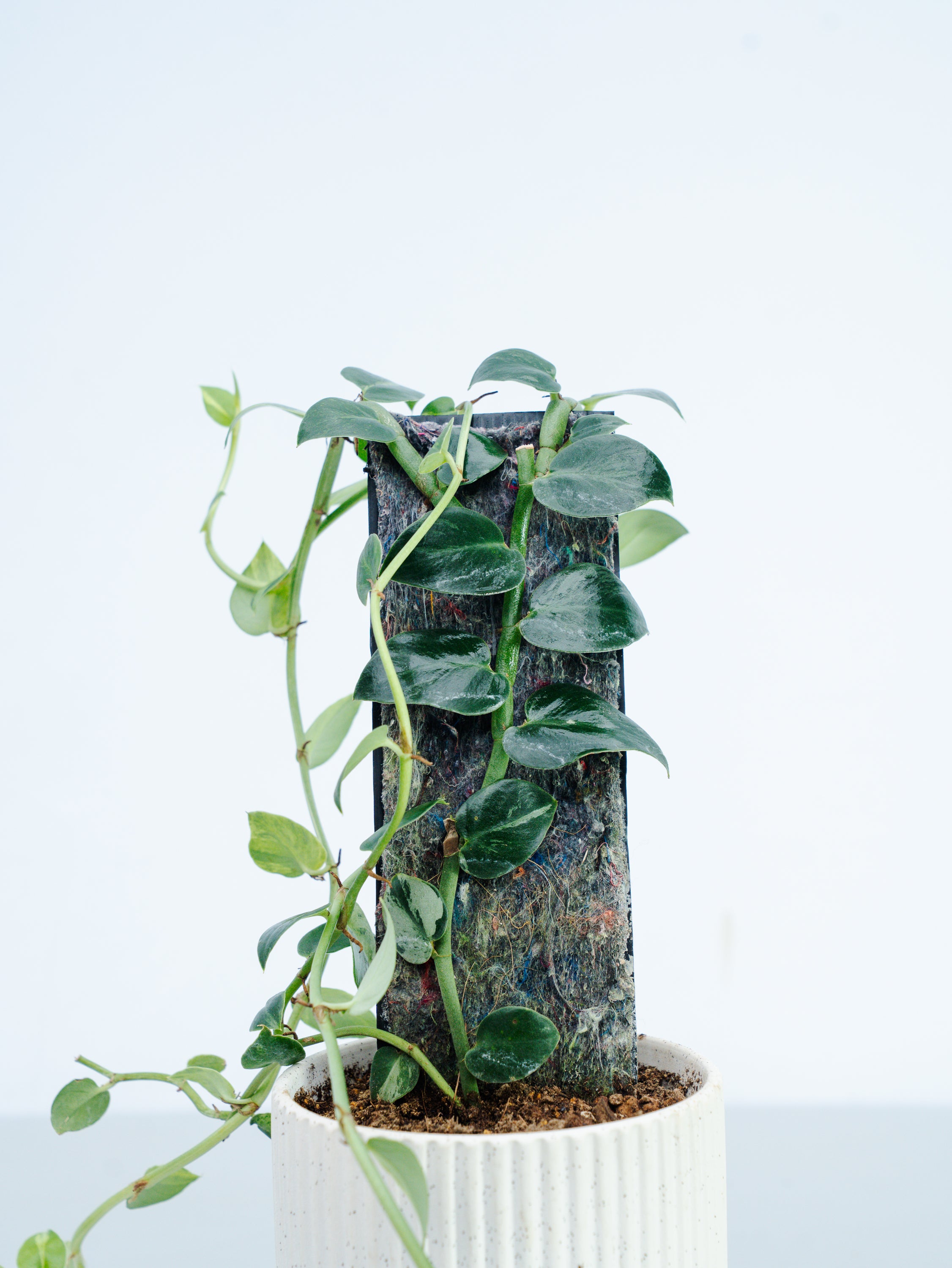一点もの】モンステラ・ラフィドフォラ・ハイ Table-L #1 | 観葉植物