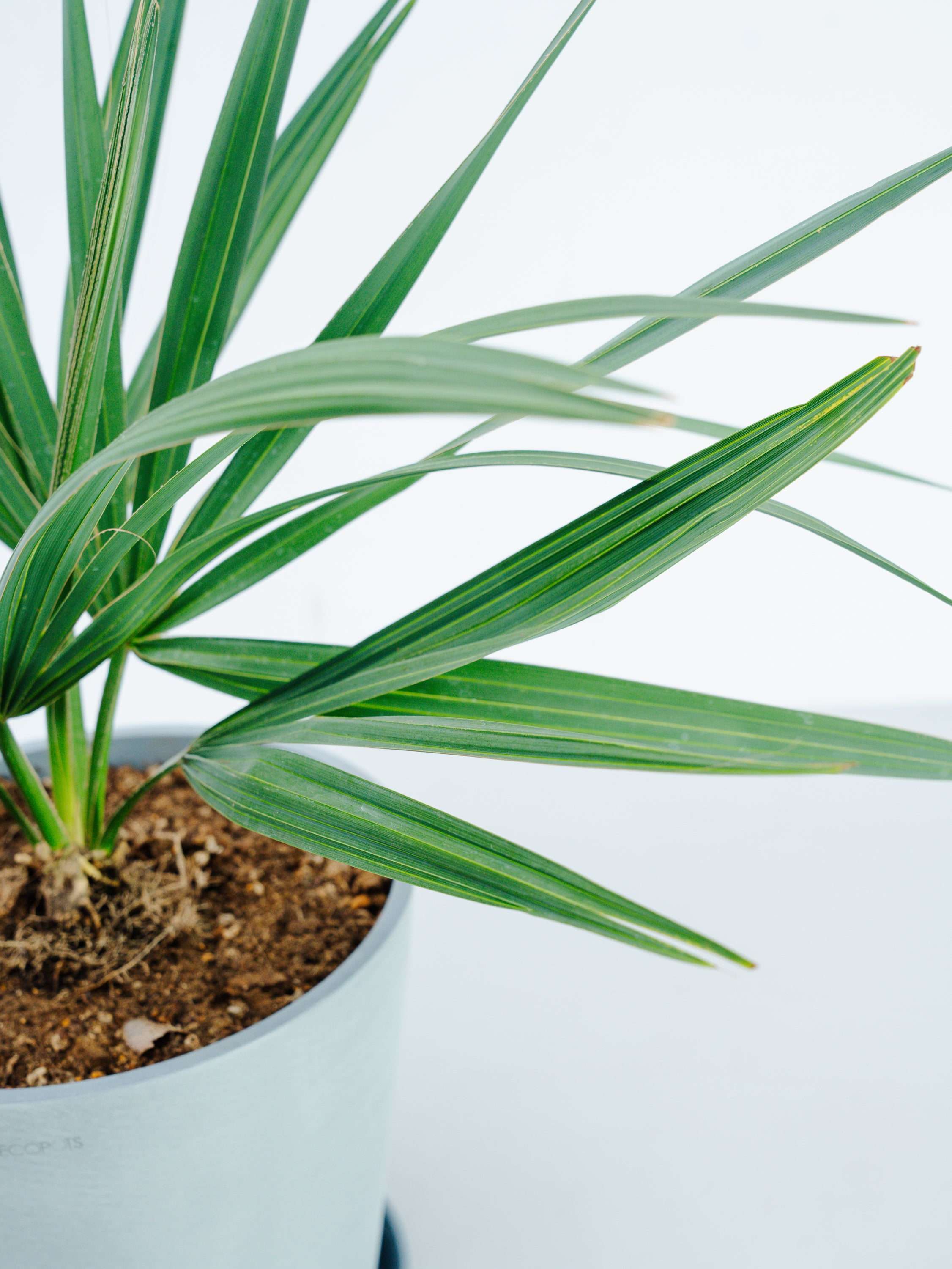 一点もの】サバルヤシ M #1 | 観葉植物・お花の通販 AND PLANTS