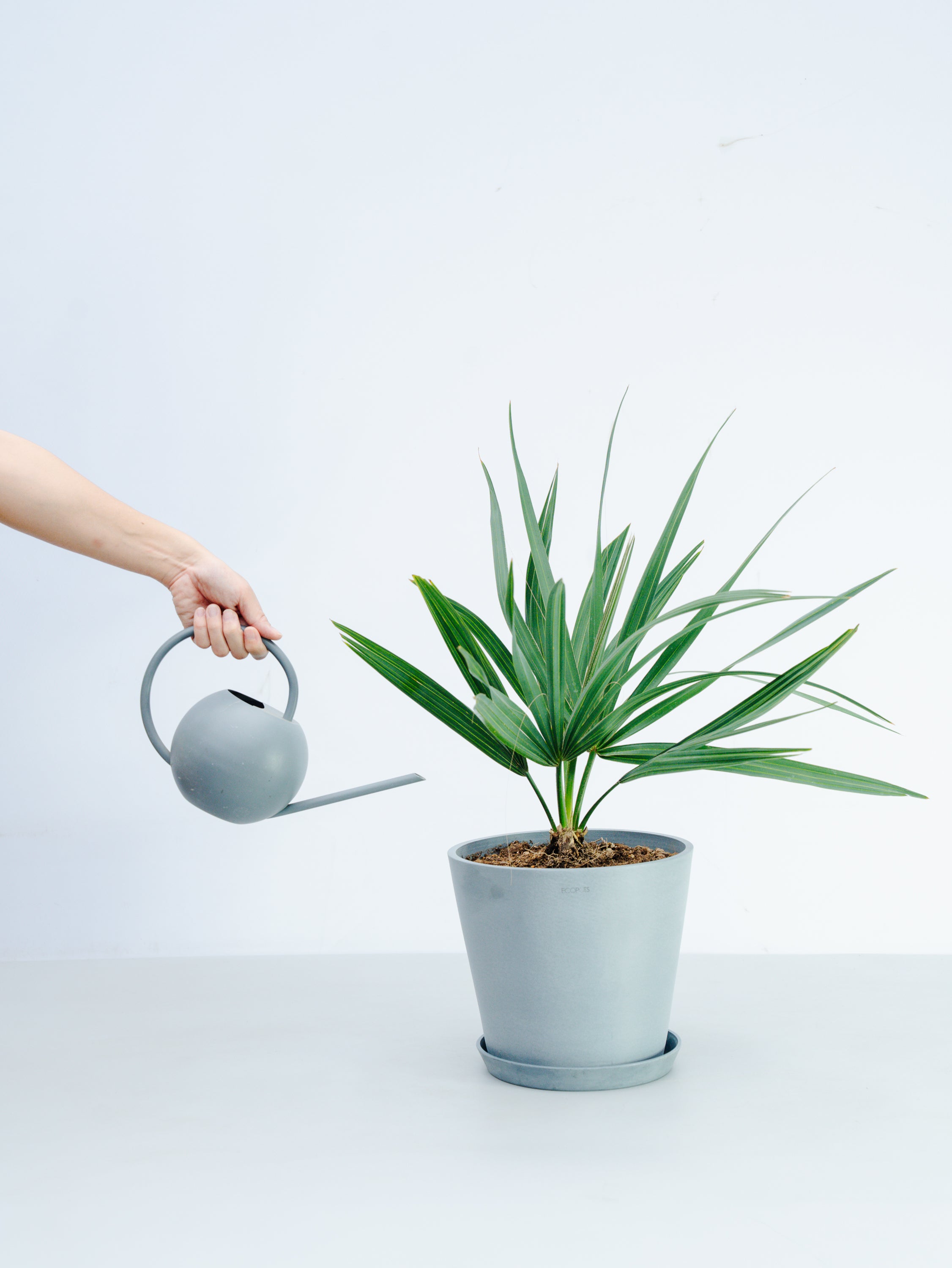 一点もの】サバルヤシ M #1 | 観葉植物・お花の通販 AND PLANTS