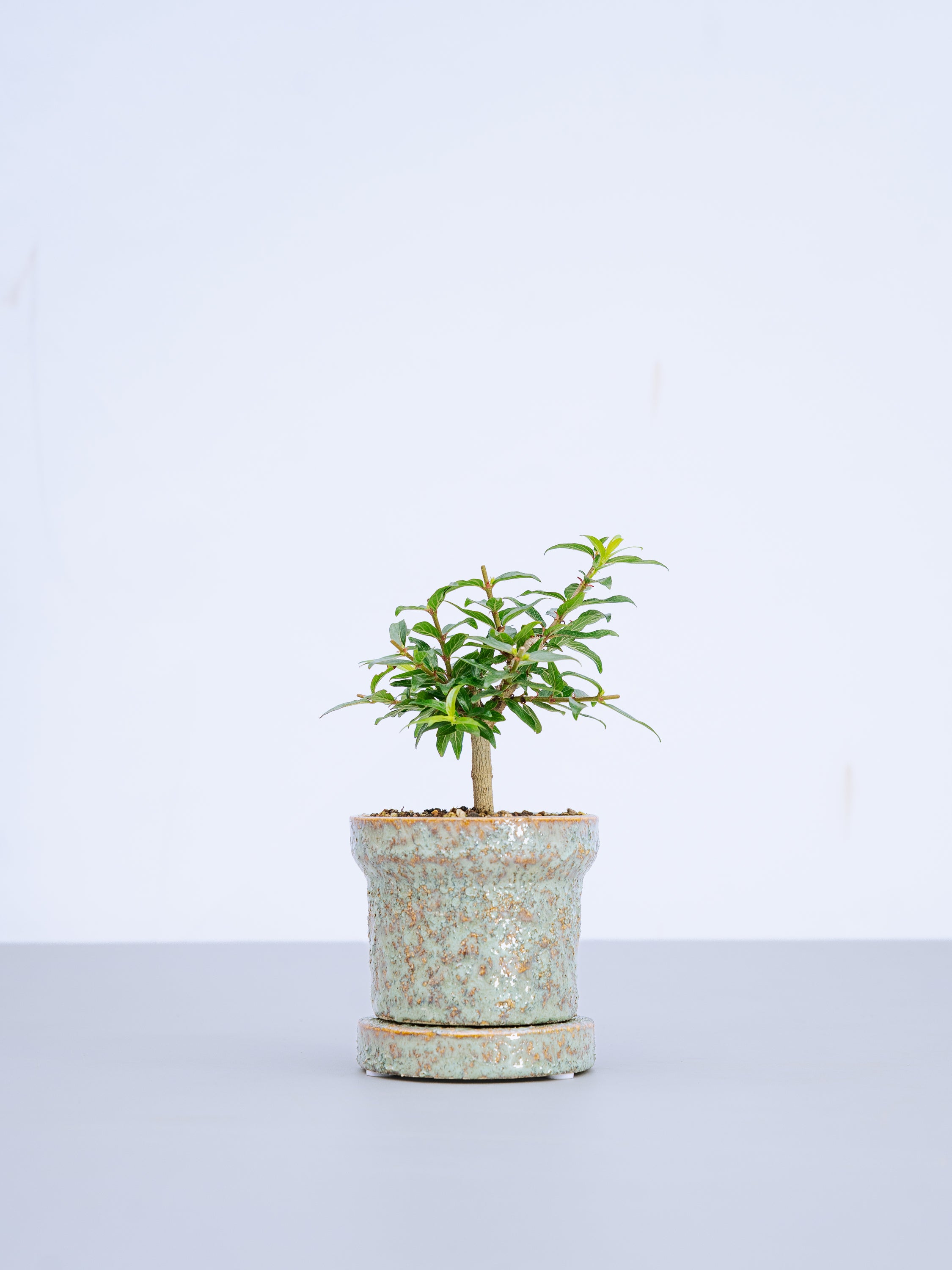 【一点もの】谷渡の木 Table-S