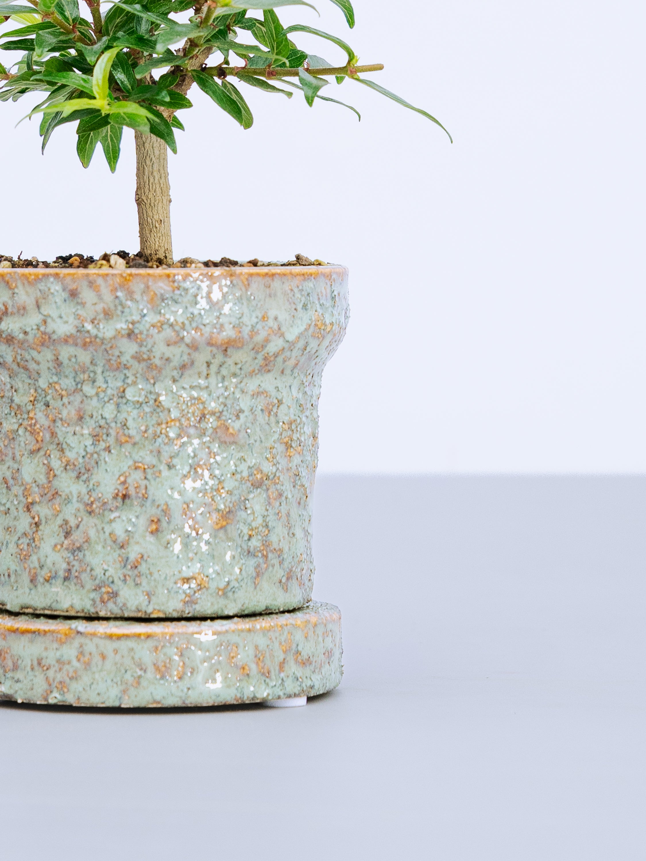 一点もの】谷渡の木 Table-S | 観葉植物・お花の通販 AND PLANTS