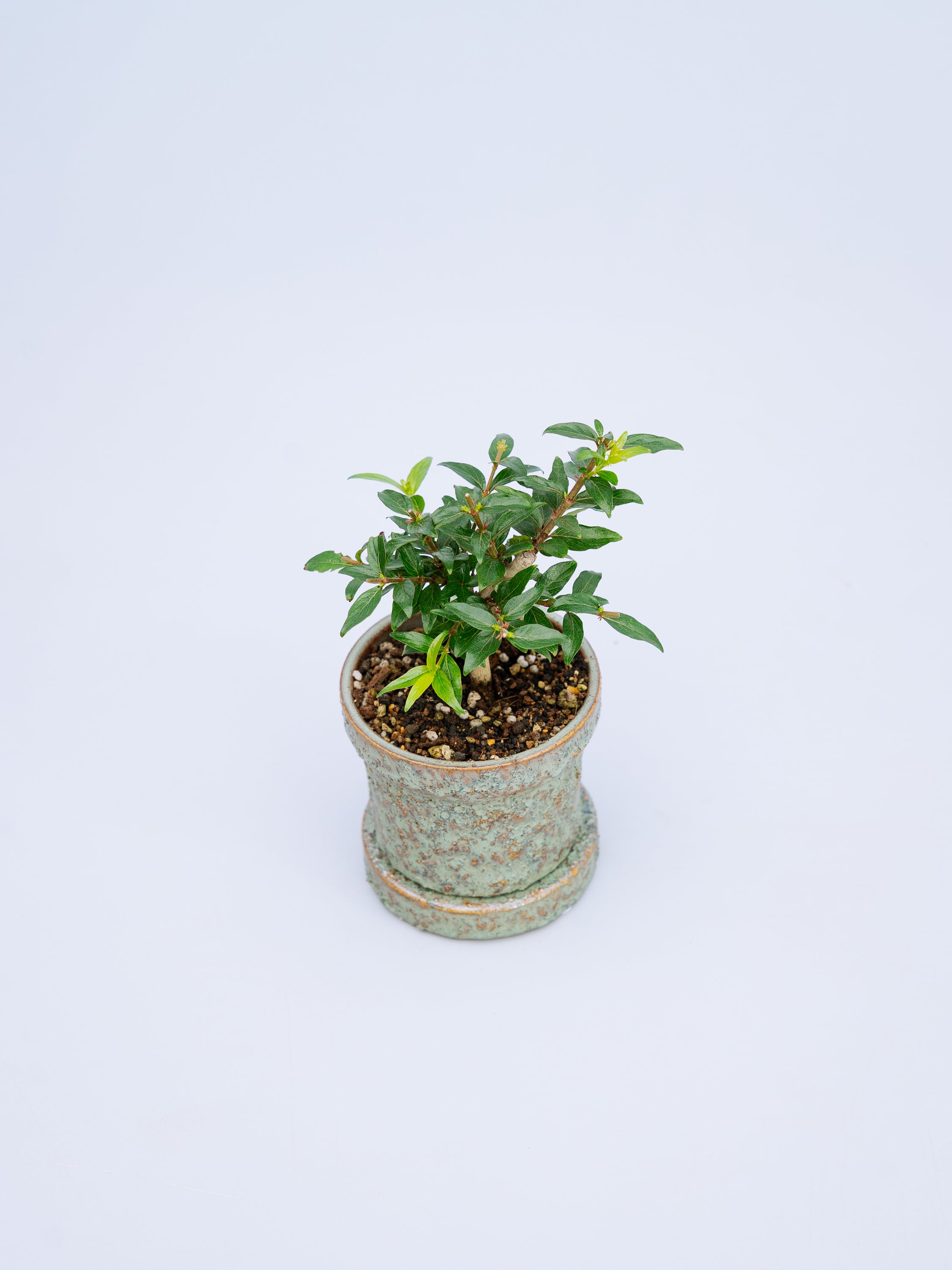 一点もの】谷渡の木 Table-S | 観葉植物・お花の通販 AND PLANTS