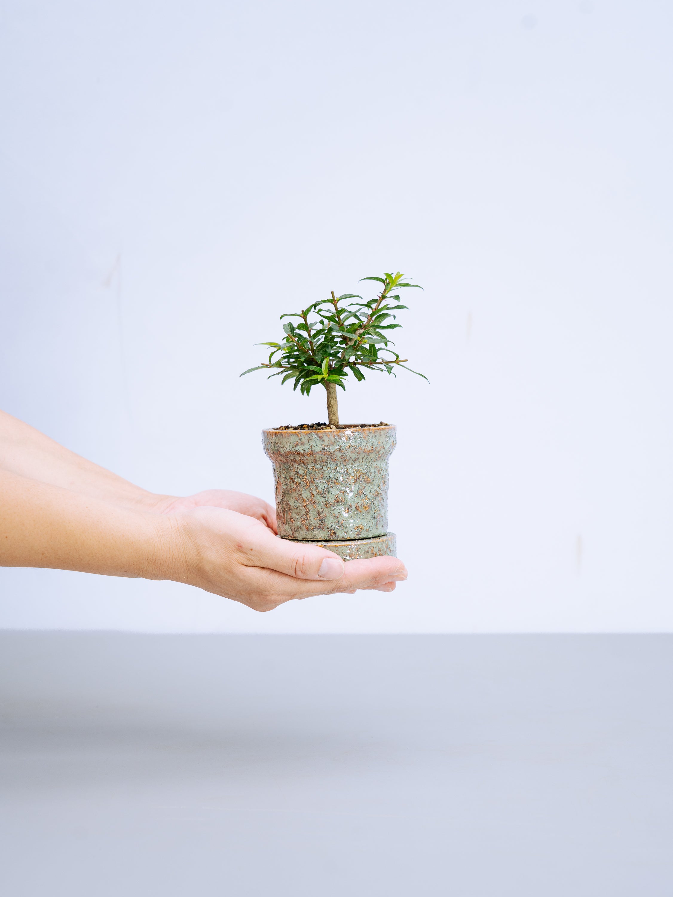 一点もの】谷渡の木 Table-S | 観葉植物・お花の通販 AND PLANTS