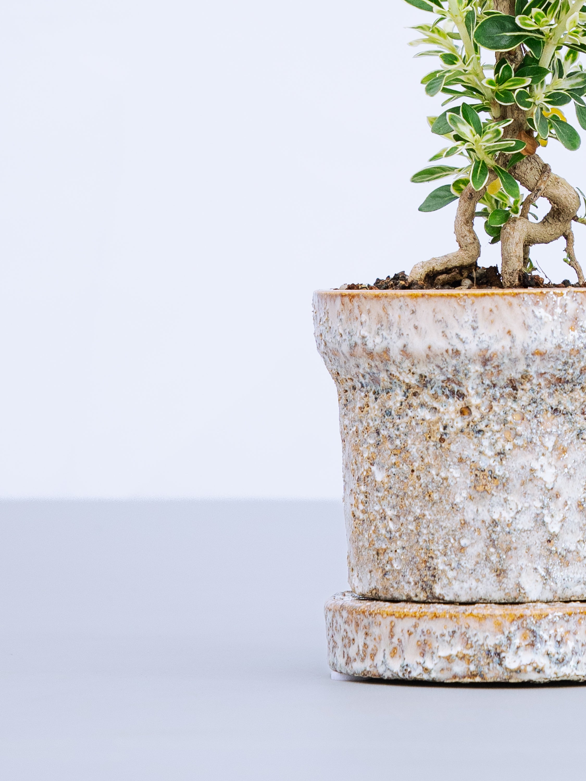 一点もの】斑入り白鳥花 Table-S | 観葉植物・お花の通販 AND PLANTS 