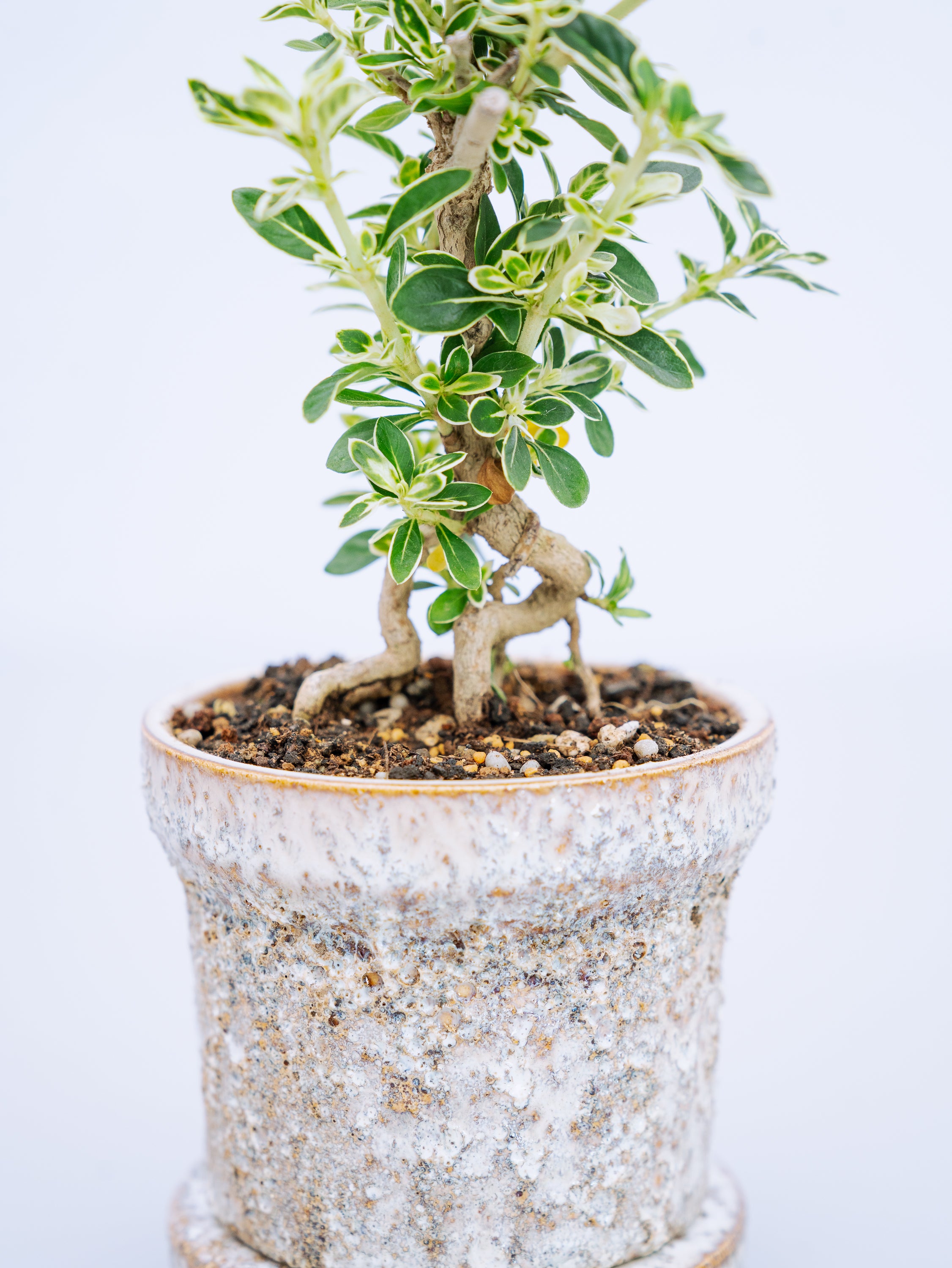 一点もの】斑入り白鳥花 Table-S | 観葉植物・お花の通販 AND PLANTS 