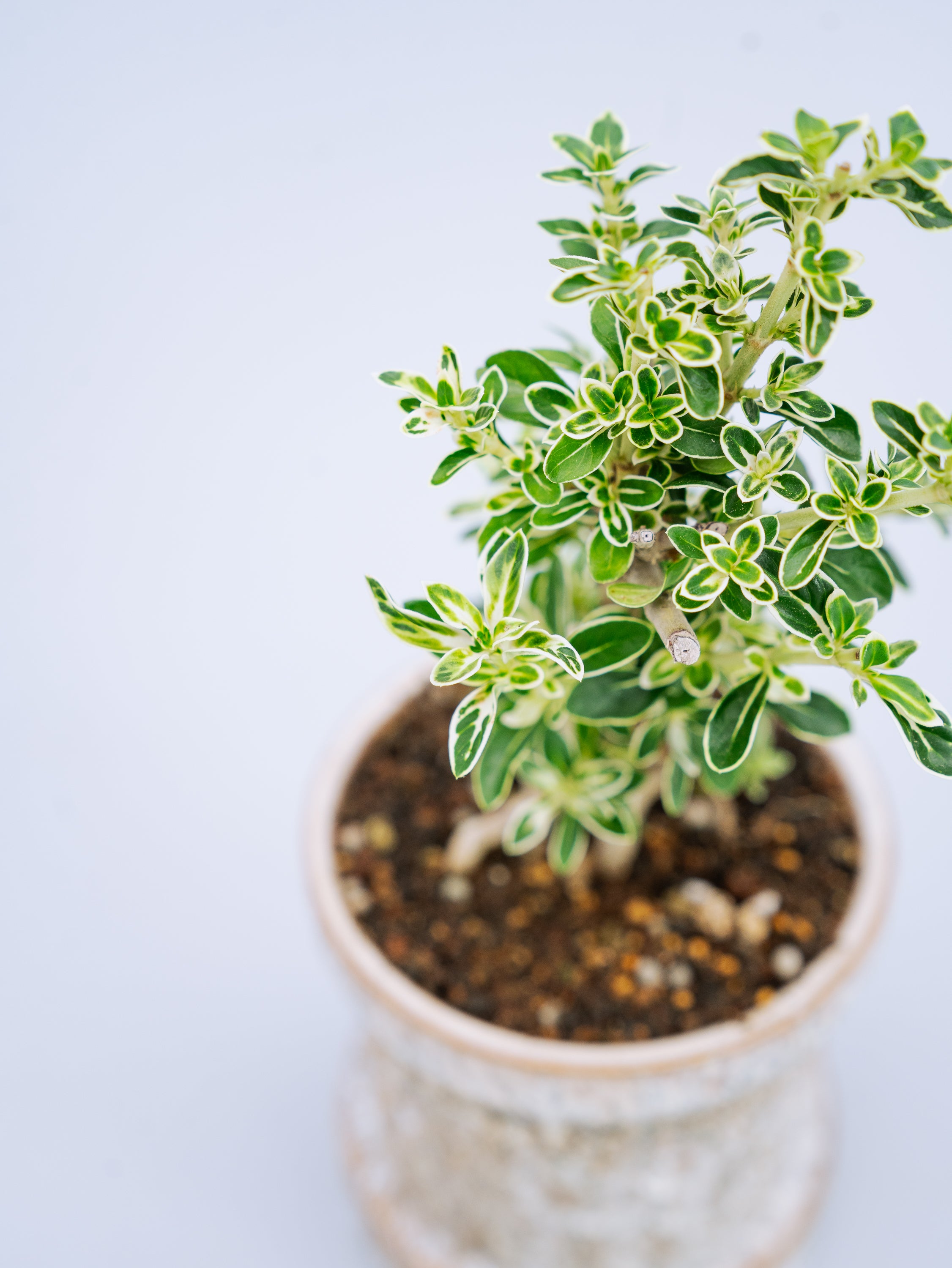 一点もの】斑入り白鳥花 Table-S | 観葉植物・お花の通販 AND PLANTS 