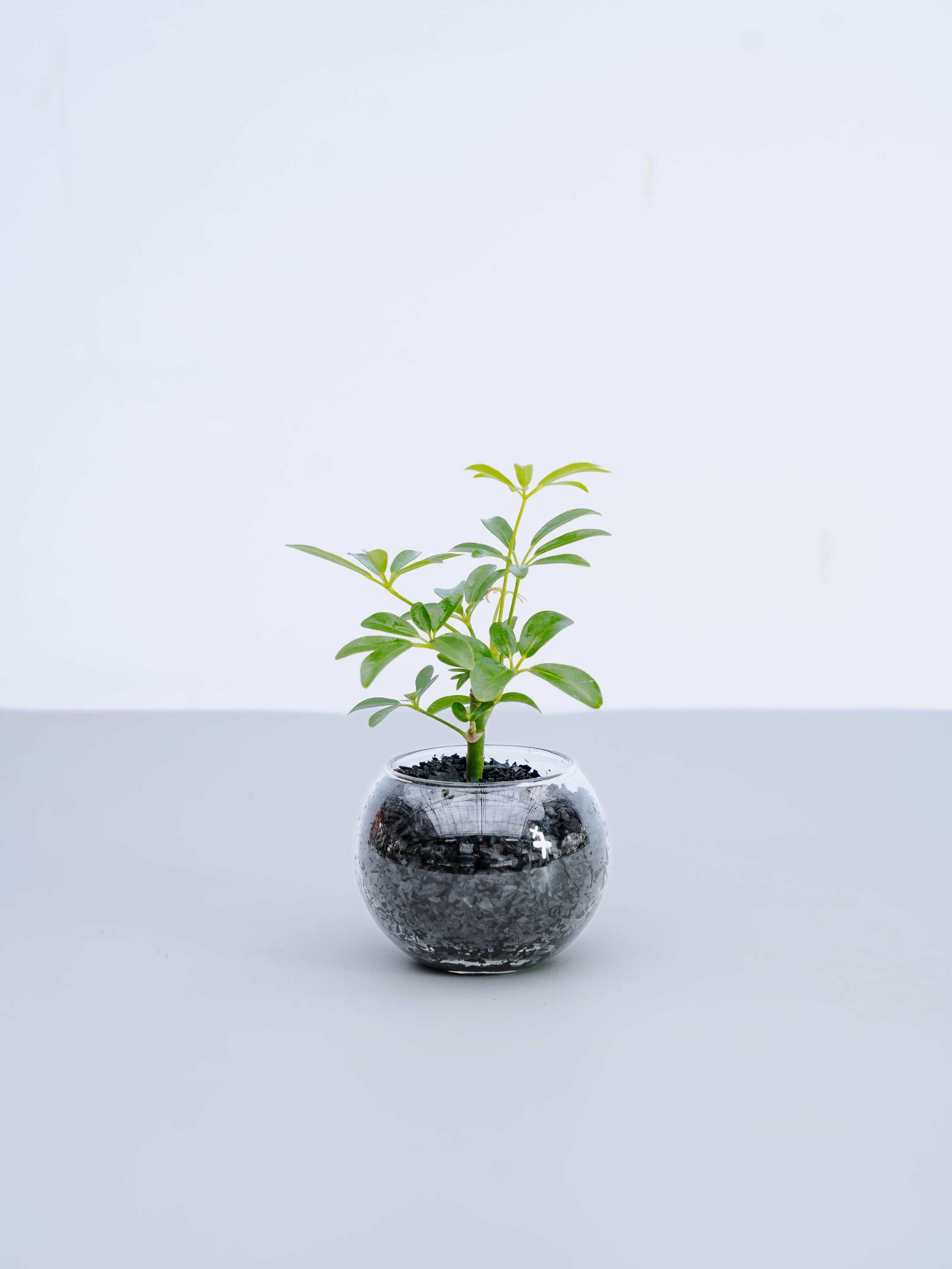 【一点もの】シェフレラ Table-S