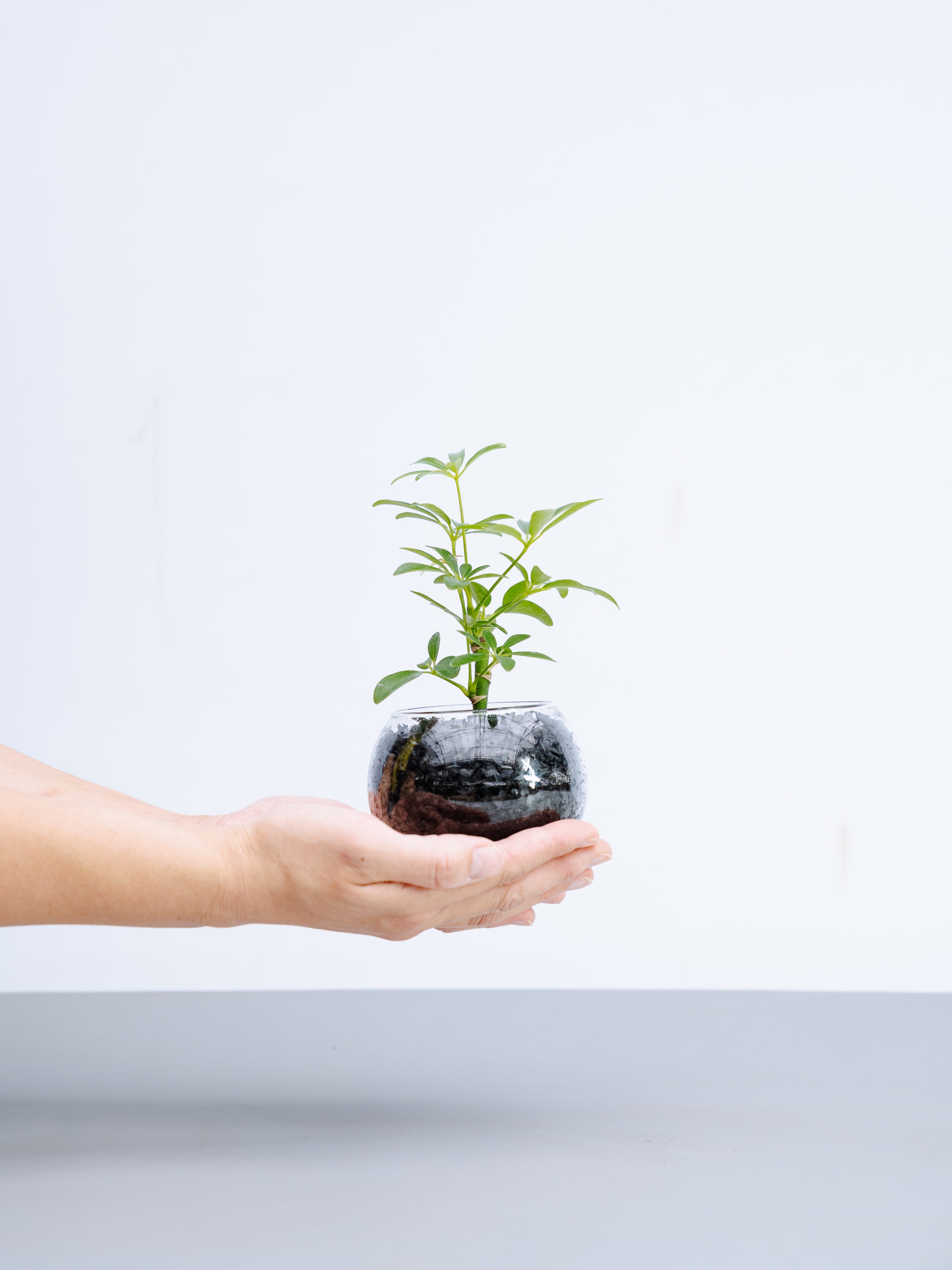 一点もの】シェフレラ Table-S | 観葉植物・お花の通販 AND PLANTS 
