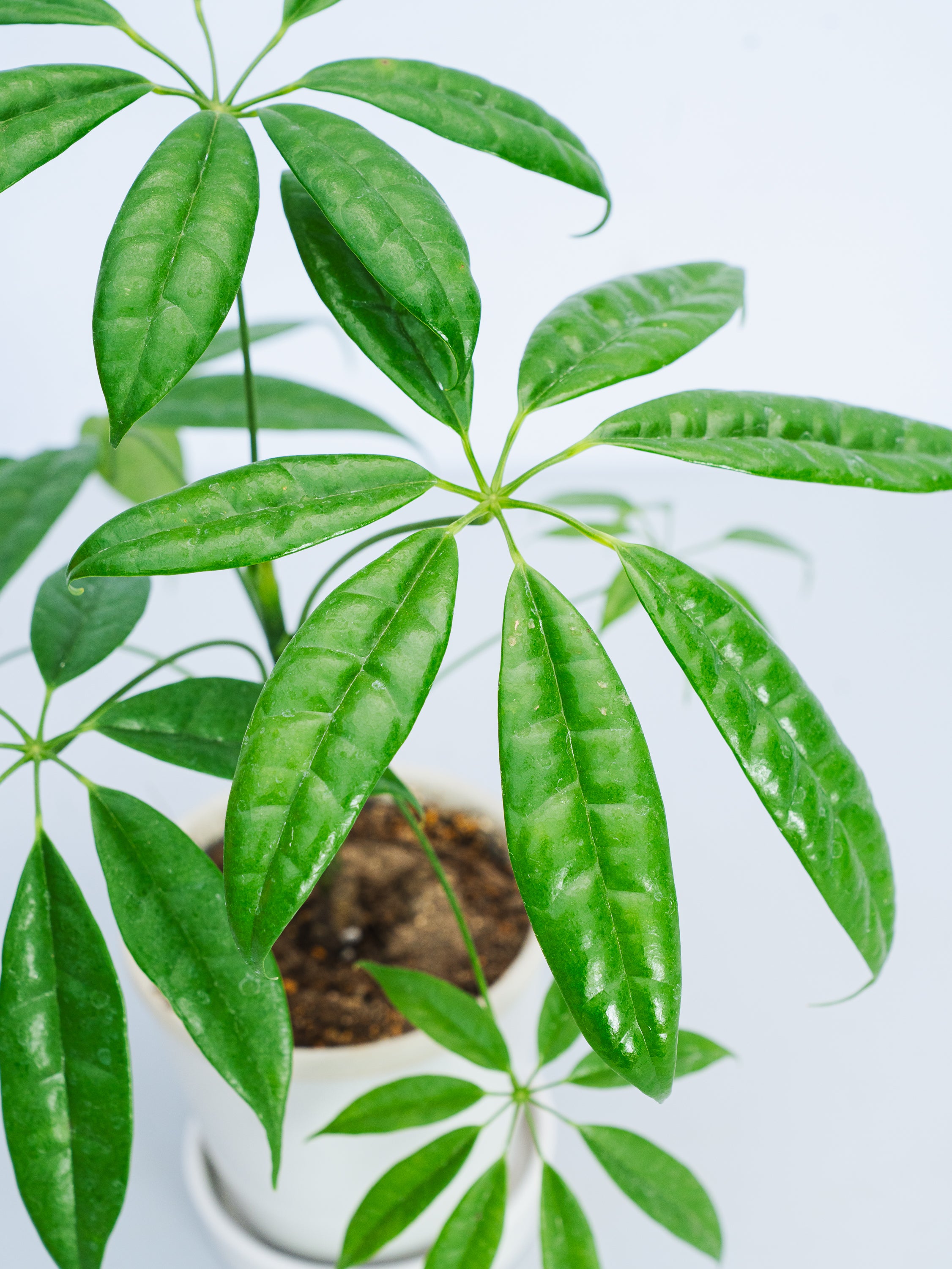 一点もの】シェフレラ・スターシャイン Table-L #1 | 観葉植物・お花の