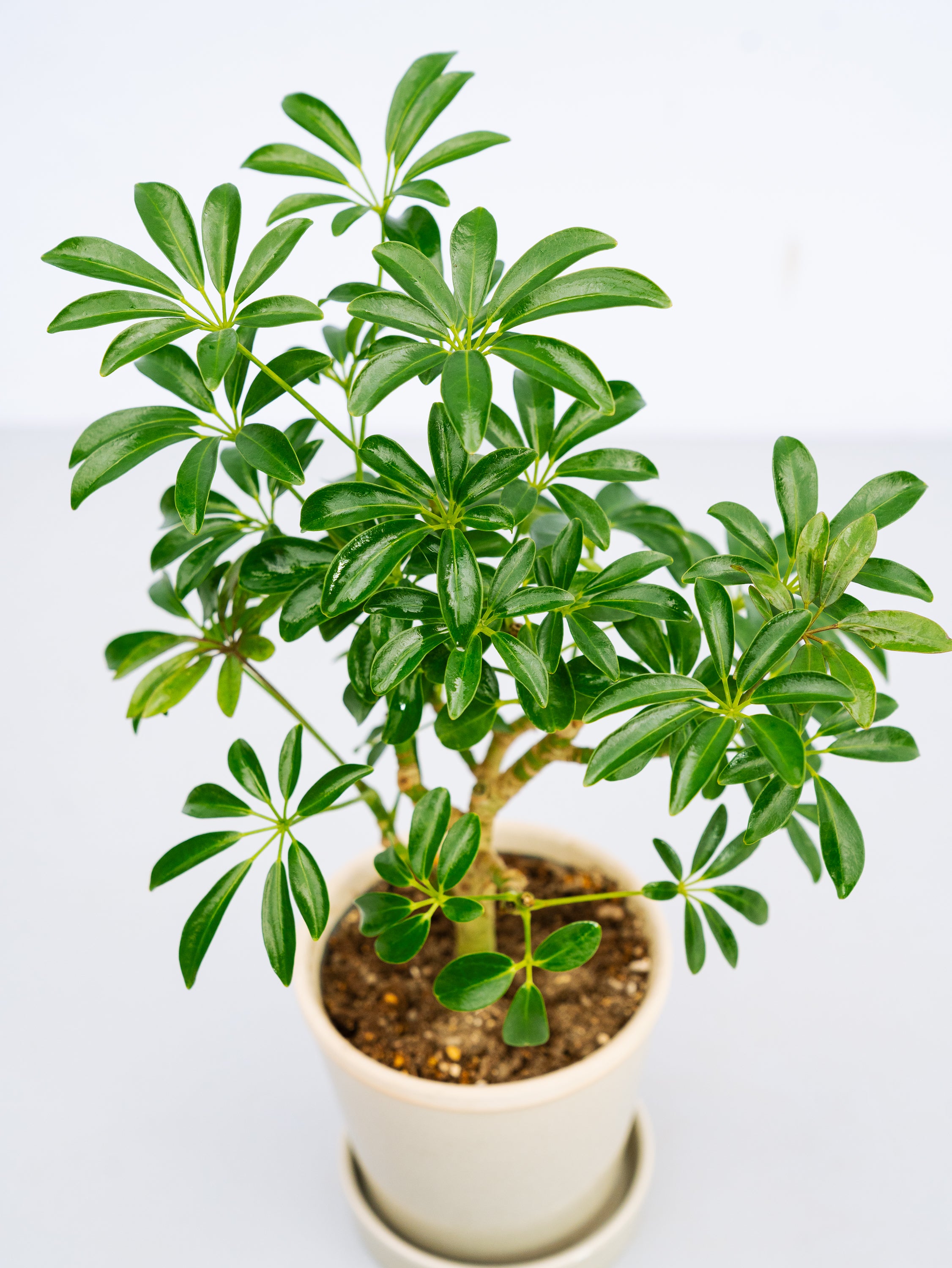 1点物　シェフレラ・コンパクタ　リビングサイズ‼️ 観葉植物 一点もの】シェフレラ・コンパクタ Table-L | 観葉植物・お花の通販