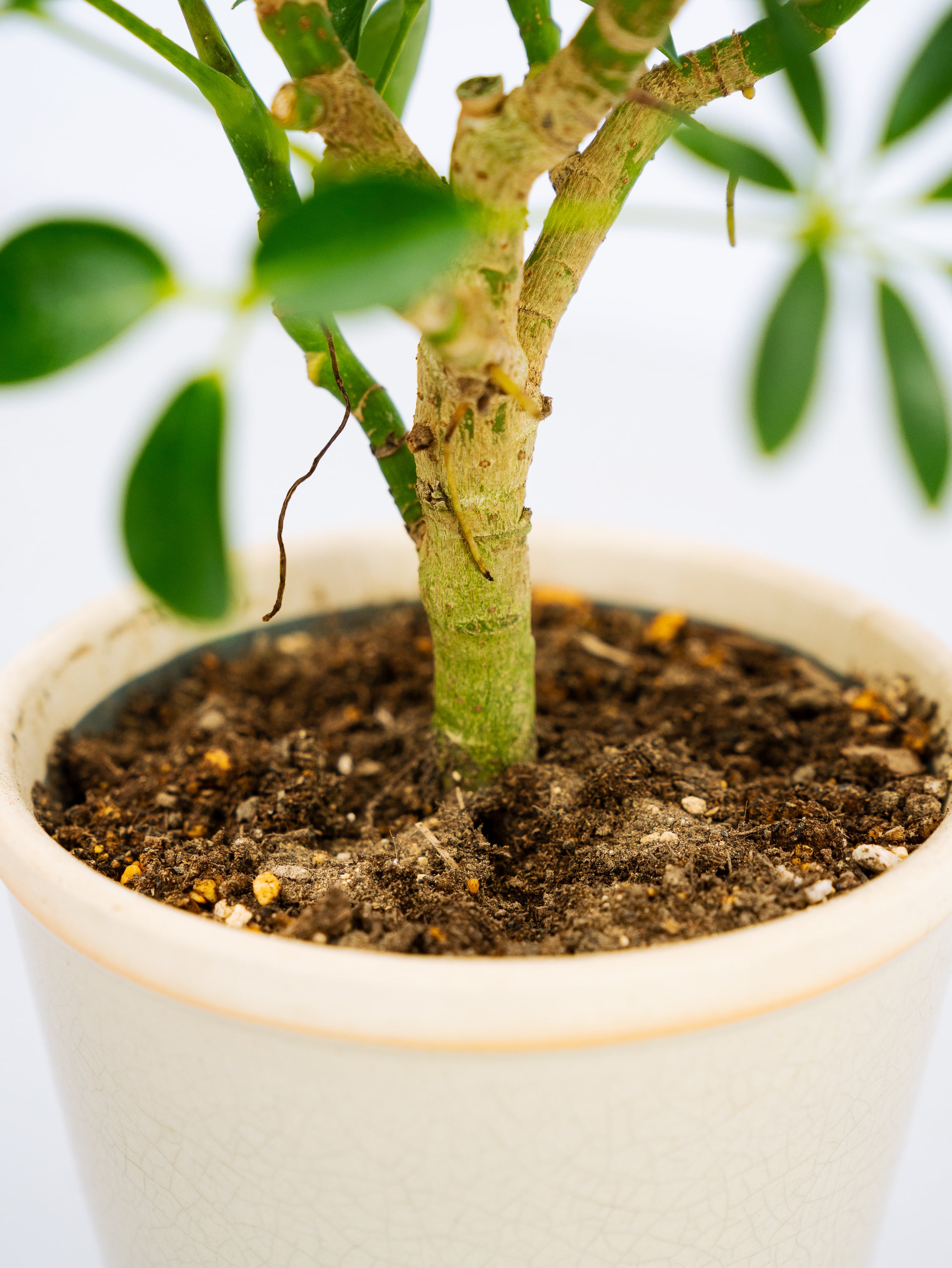 1点物　シェフレラ・コンパクタ　リビングサイズ‼️ 観葉植物 一点もの】シェフレラ・コンパクタ Table-L | 観葉植物・お花の通販